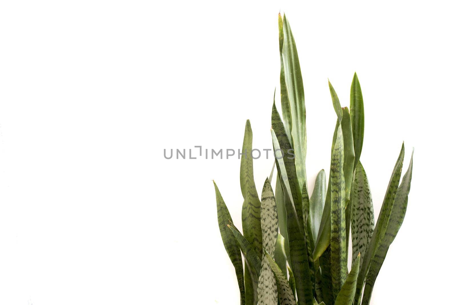 Snake Plant or Mother in Laws Tongue ornamental sword-shaped leaves isolated on white with copy space