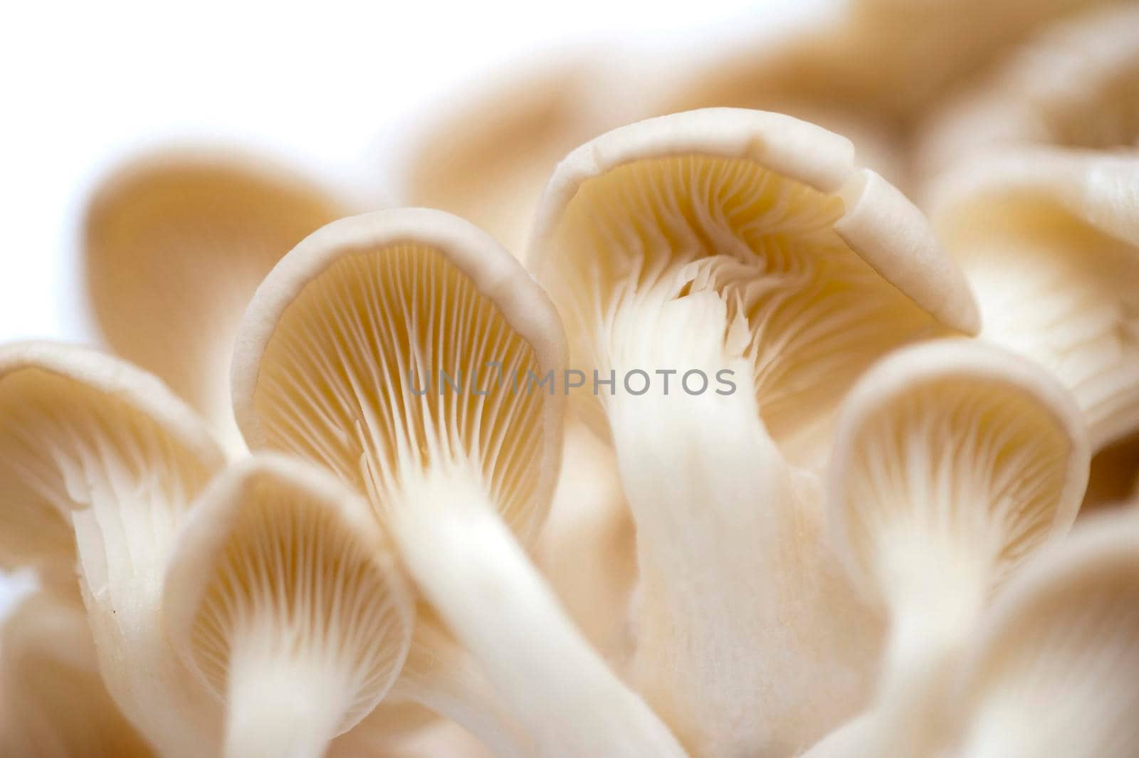 View from underneath of the gills and caps of fresh white oyster mushrooms which have a delicate flavour and are used as a cooking ingredient and vegetable