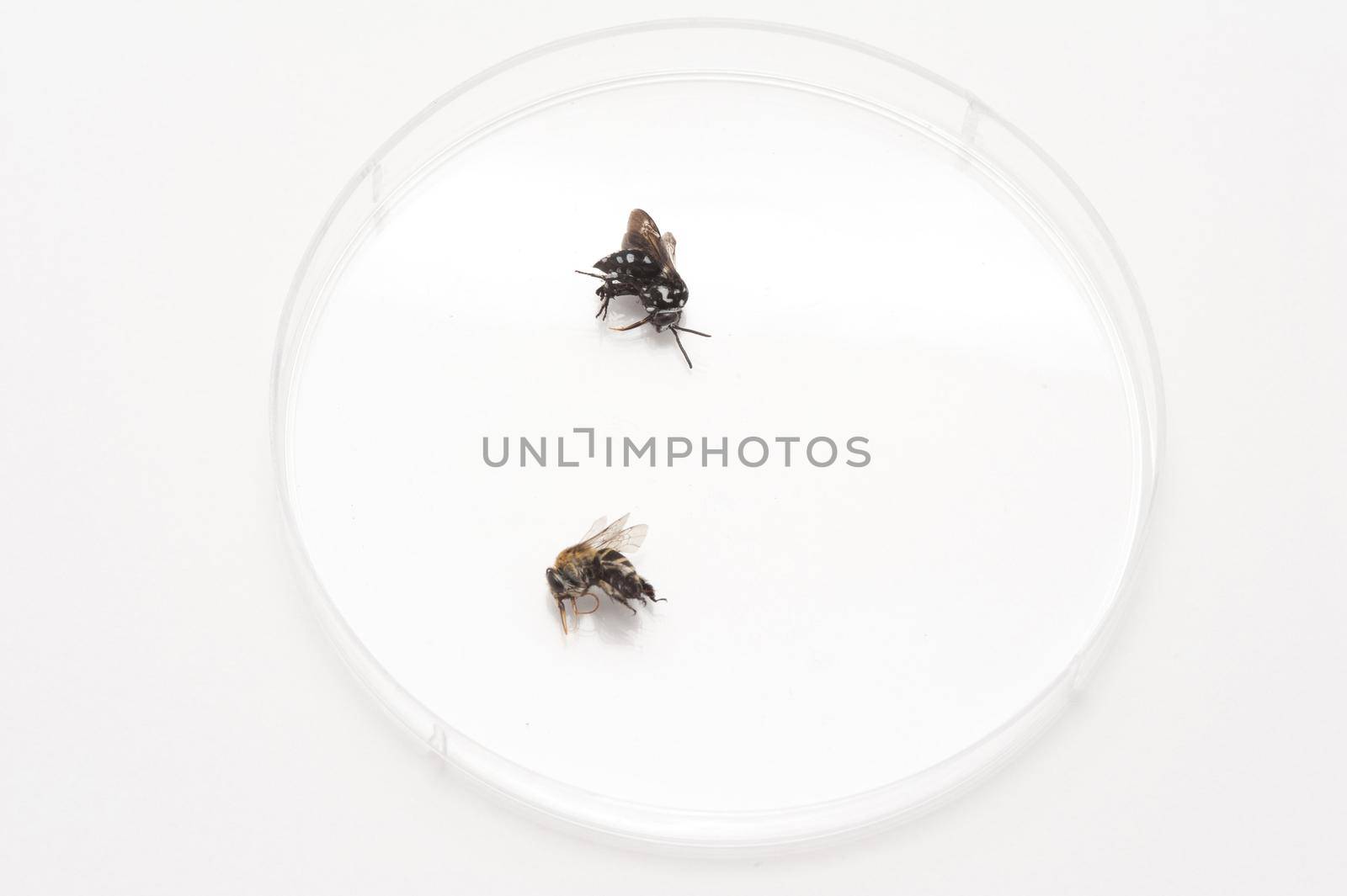 Two Dead Buzzing Insects Scientific Samples in Clean Petri Dish on White Background, Bees or Flies