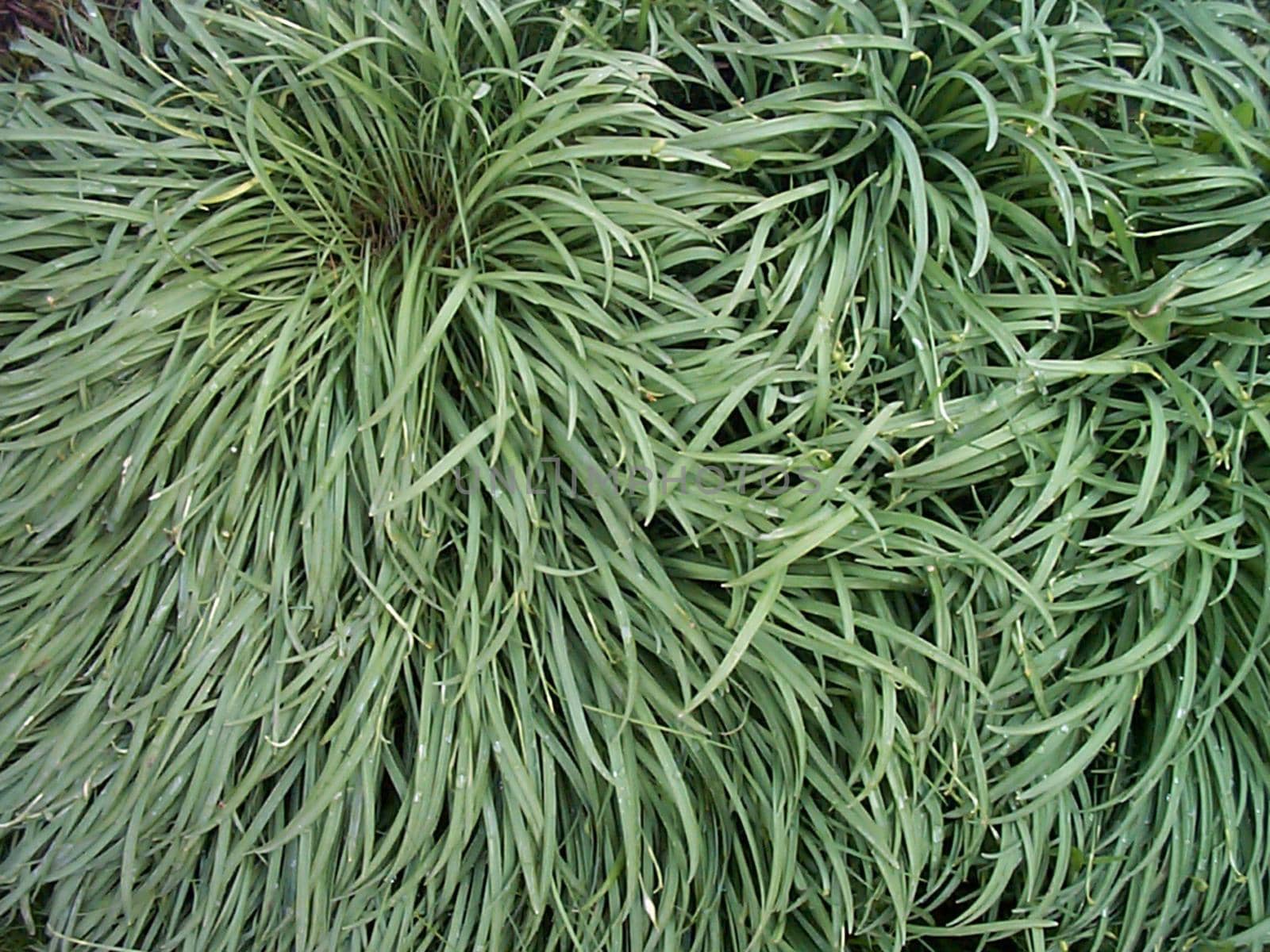 curving patterns in green grass