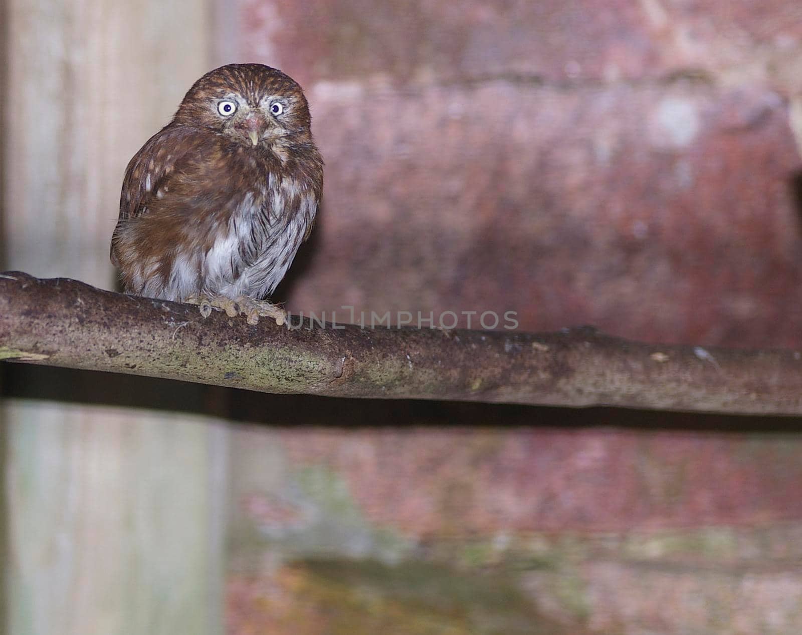 a small timid looking owl