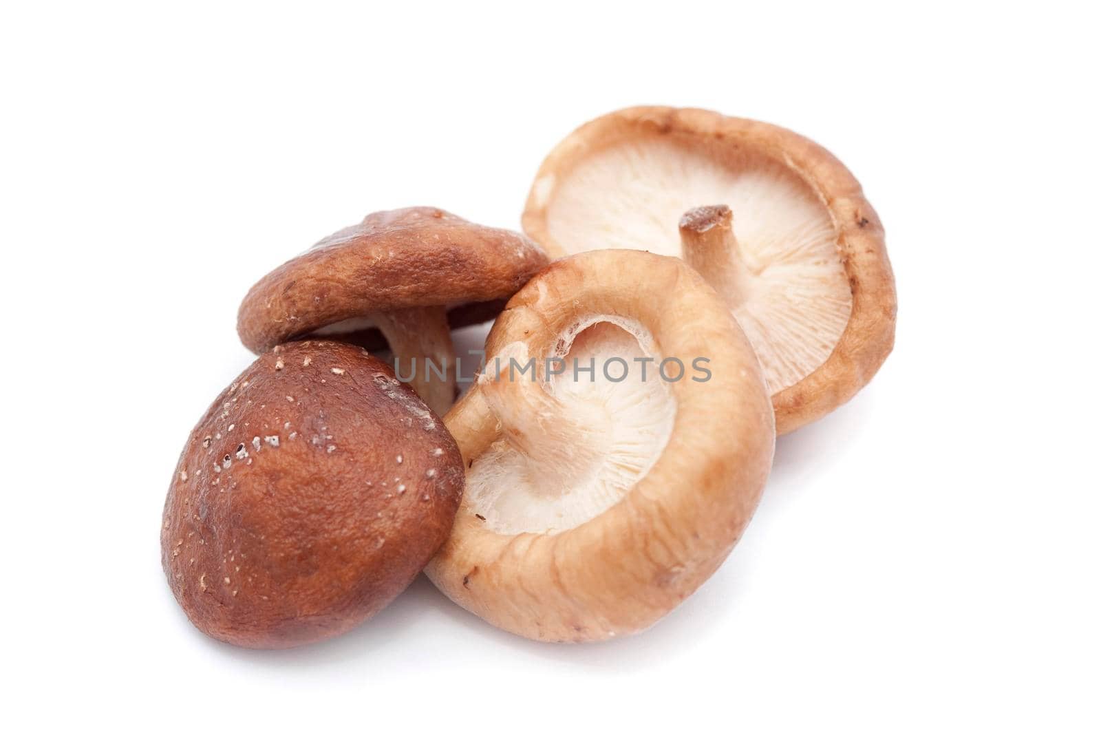 Fresh shiitake mushrooms, a cultivated fungus considered a delicacy and consumed as a cooking ingredient and for its medicinal properties
