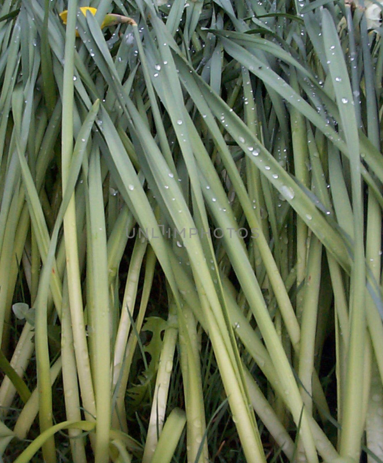 Close up of sparkling raindrops or dewdrops on blades of fresh green grass in spring or summer, full frame background