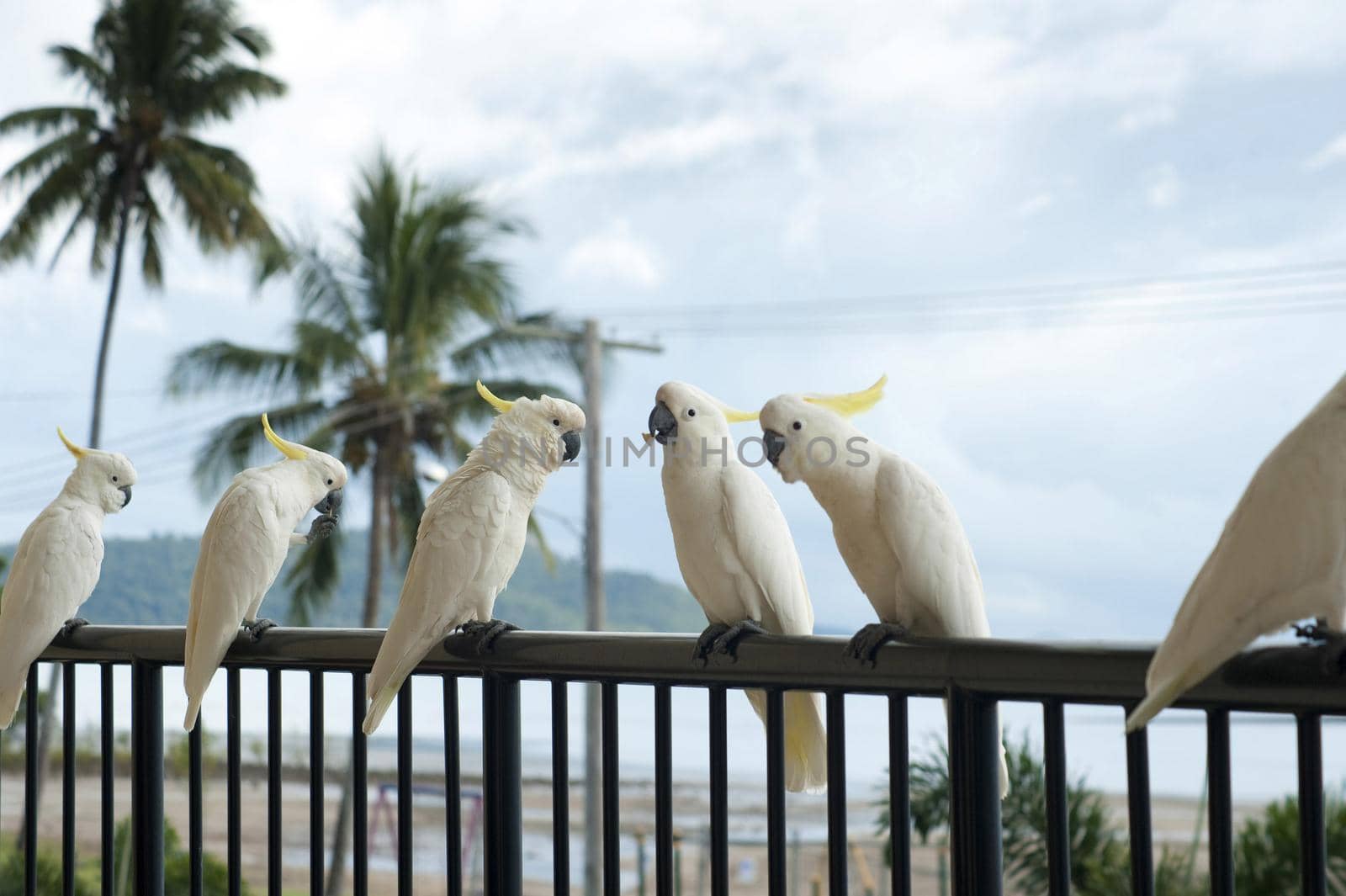 a line of sulphur crested cockatoos, sitting on a balcony handrail