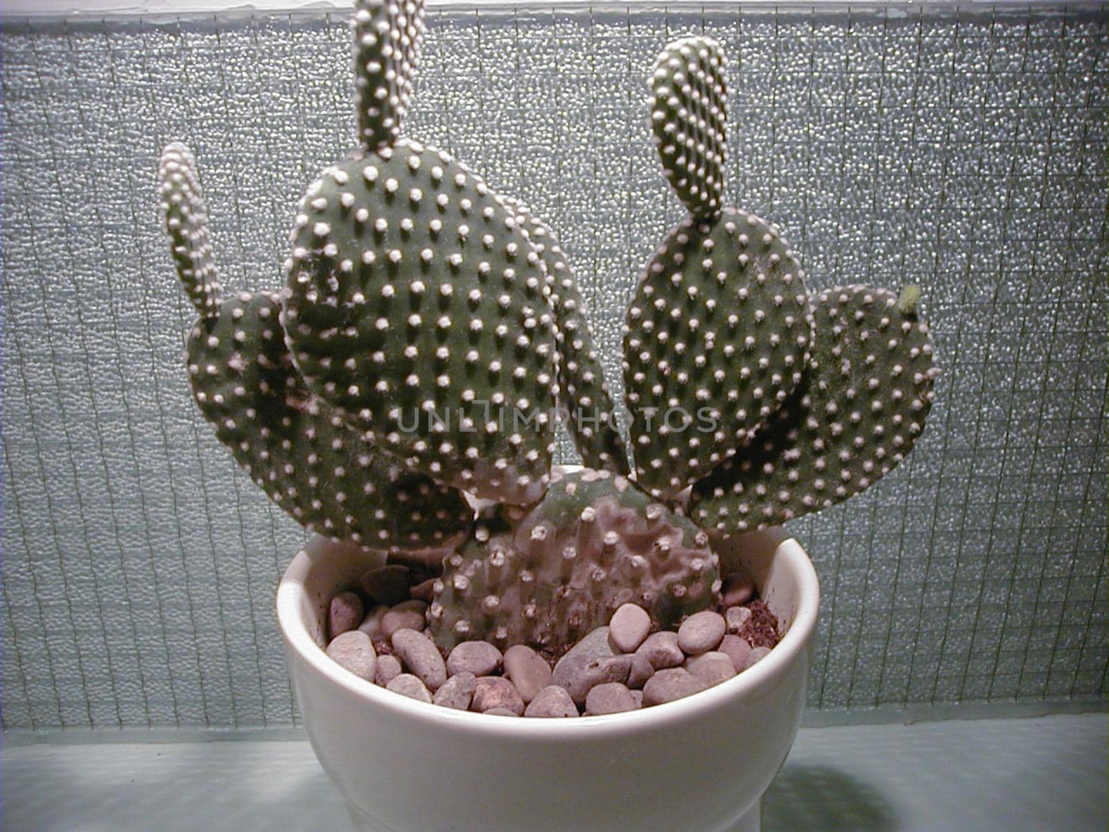 Decorative spiny cactus growing in a flowerpot with ornamental pebbles in front of a grey mosaic wall