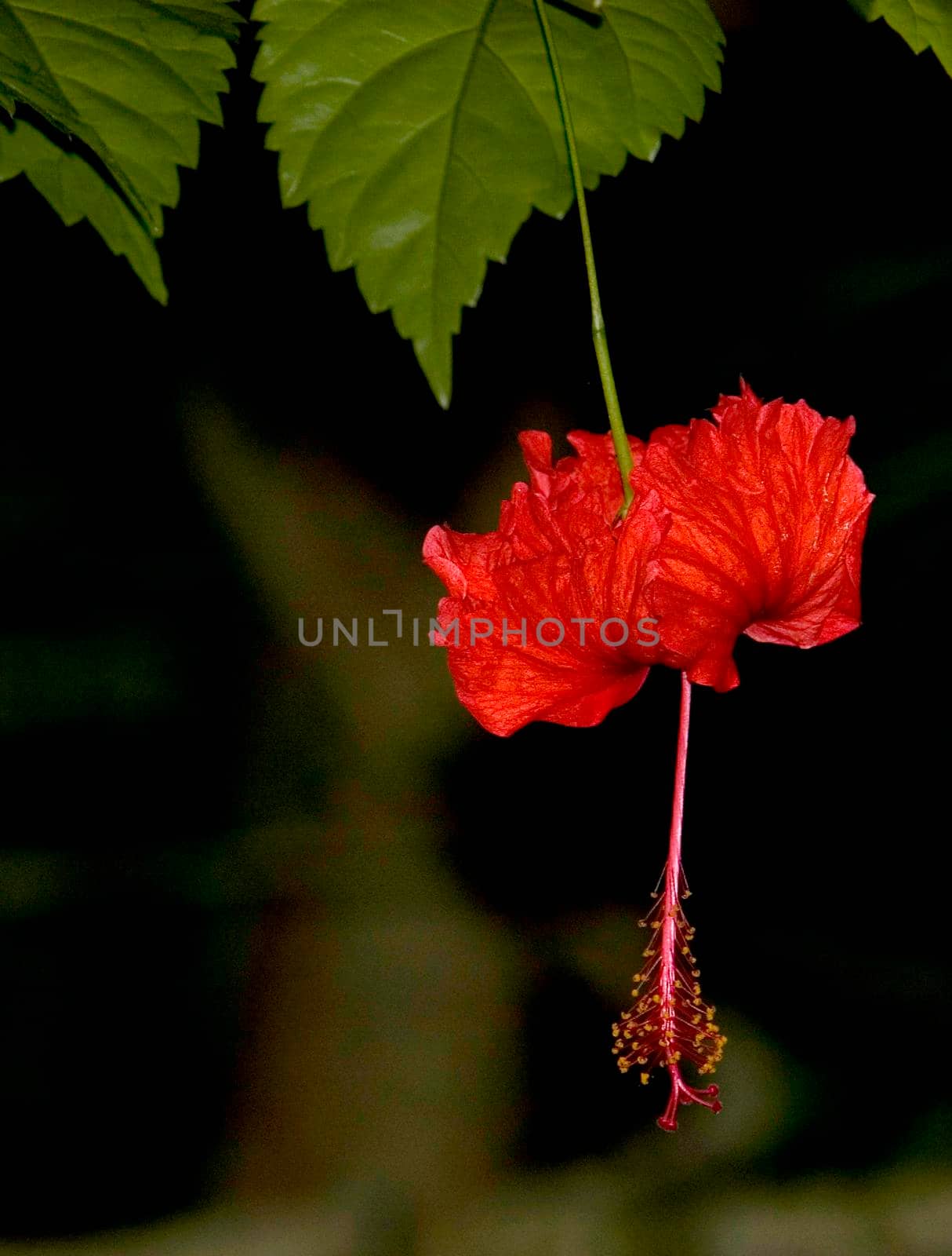 tropical rainforest flower, a hibiscus hanging upside down