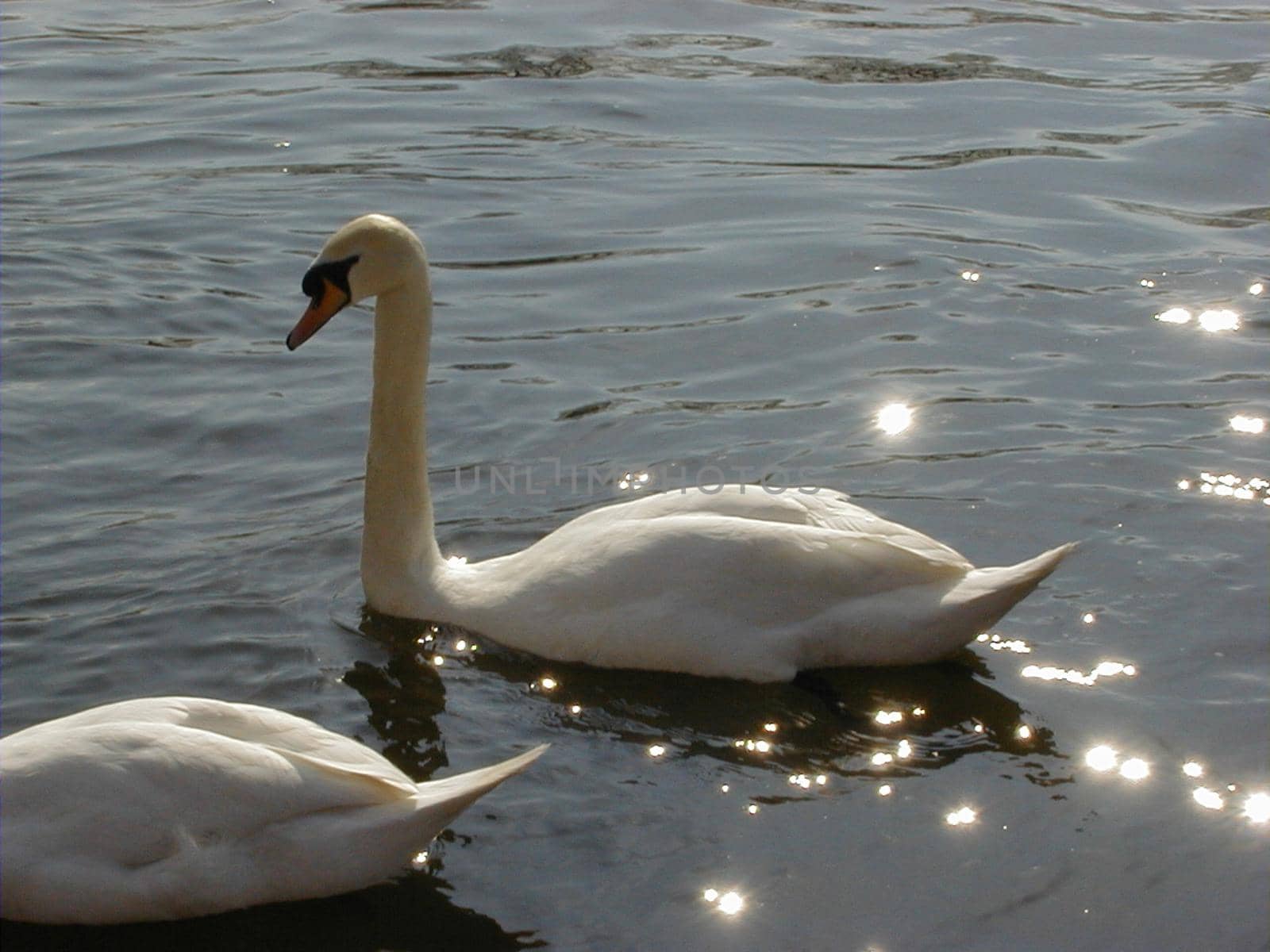 two swans floating on a lake with sparkling reflections