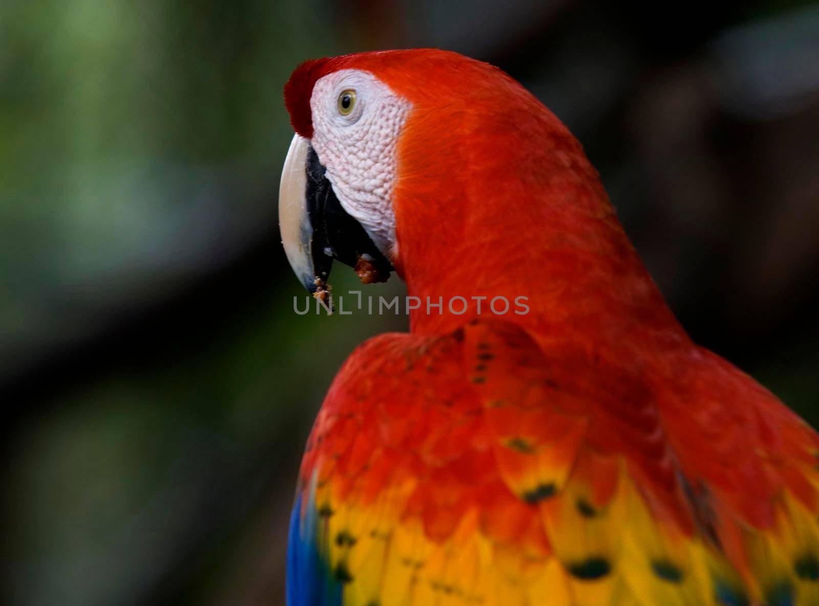 Avian Beauty, colourful plumage of a scarlet macaw seen in Belize