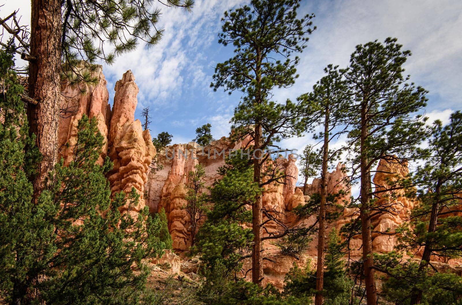 Bryce Canyon Fairy Loop Hoodoos and Pine Trees