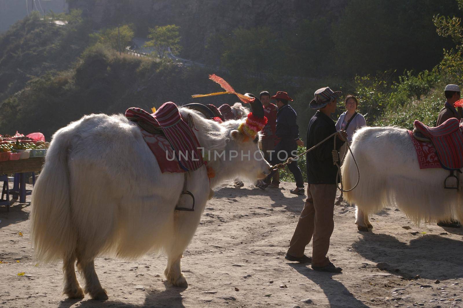 a market in china with two white long haired ox
