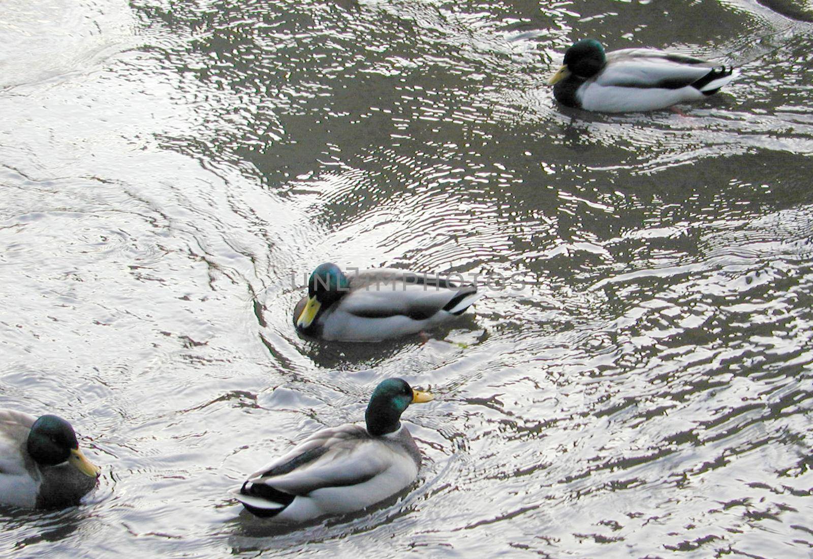 four male mallard ducks on a pond