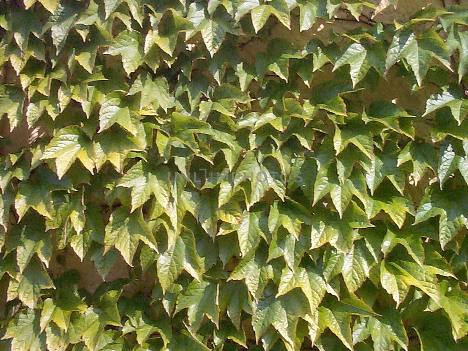 Full frame background of green ivy vines for summer nature concept with copy space