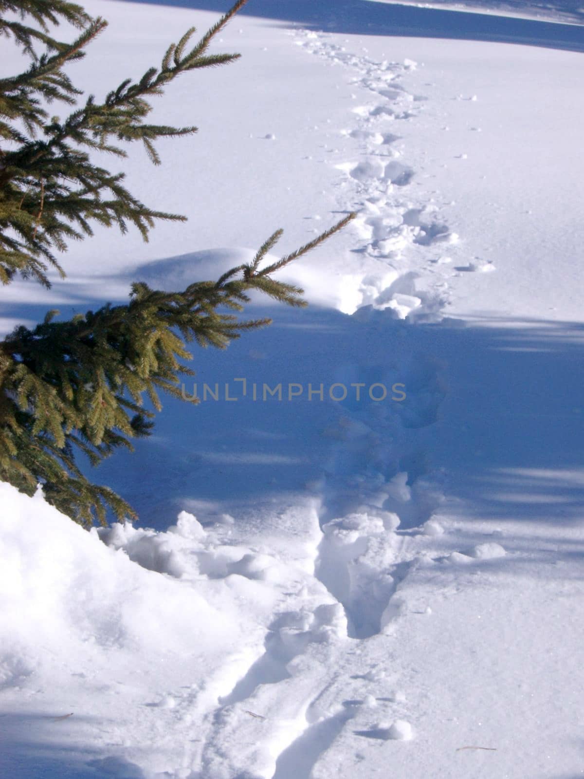 footprints through deep snow passing and alpine tree