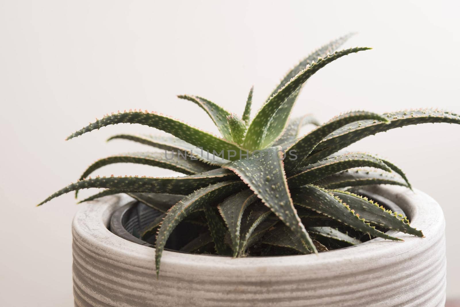 Potted ornamental aloe plant with variegated toothed leaves in a close up side view on white
