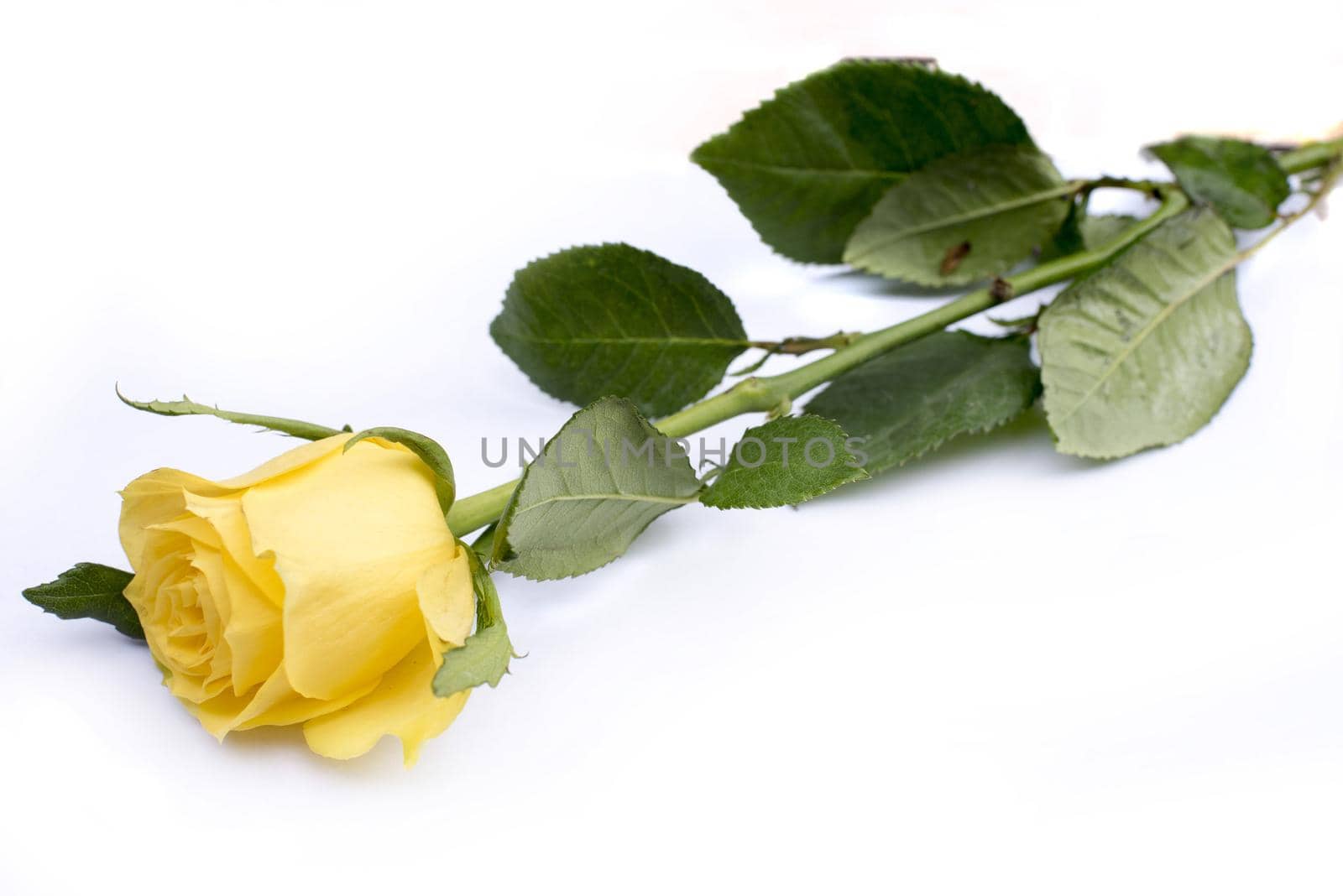 Isolated solitary yellow rose lays against white background with a cut stem and several leaves