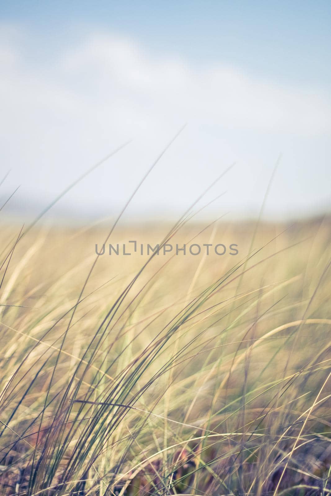 Nature background, environmental and agriculture concept - Rural field, a day in countryside