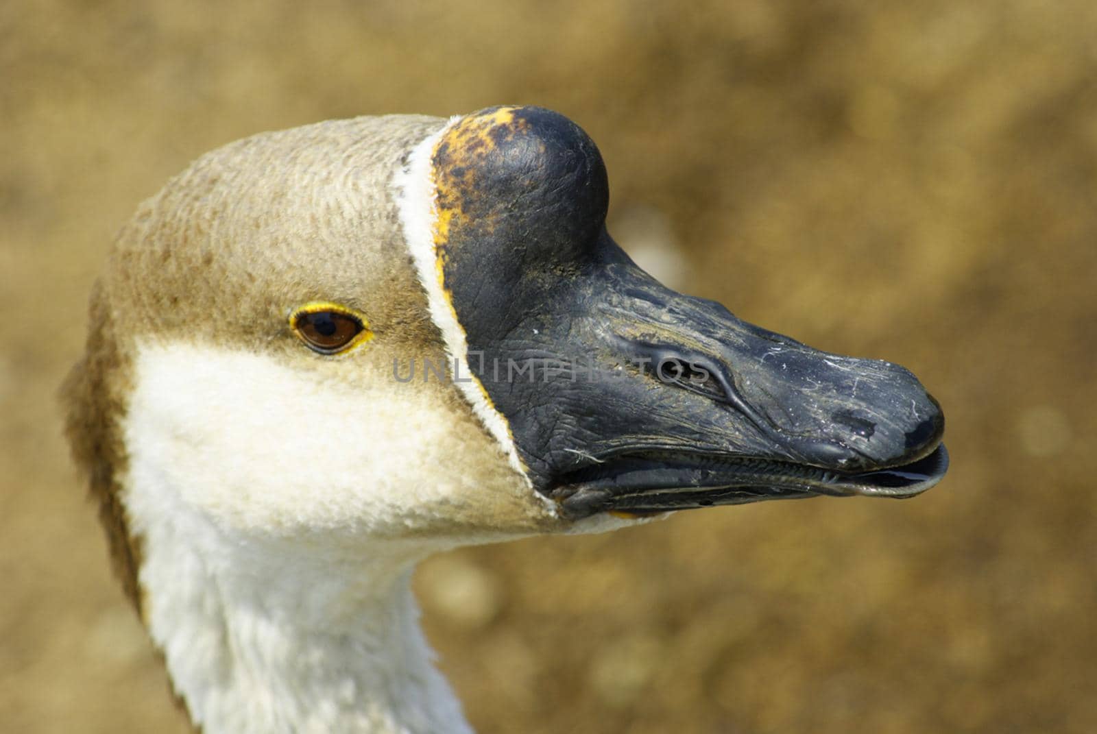 Close-up of a domestic Brown Goose