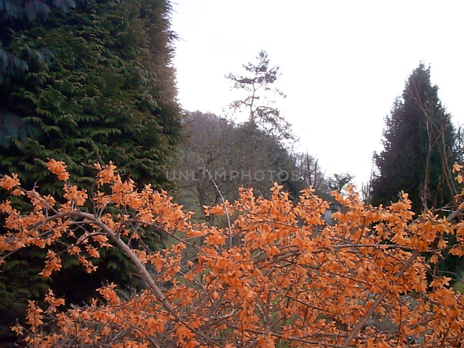 A large bush with many orange flowers