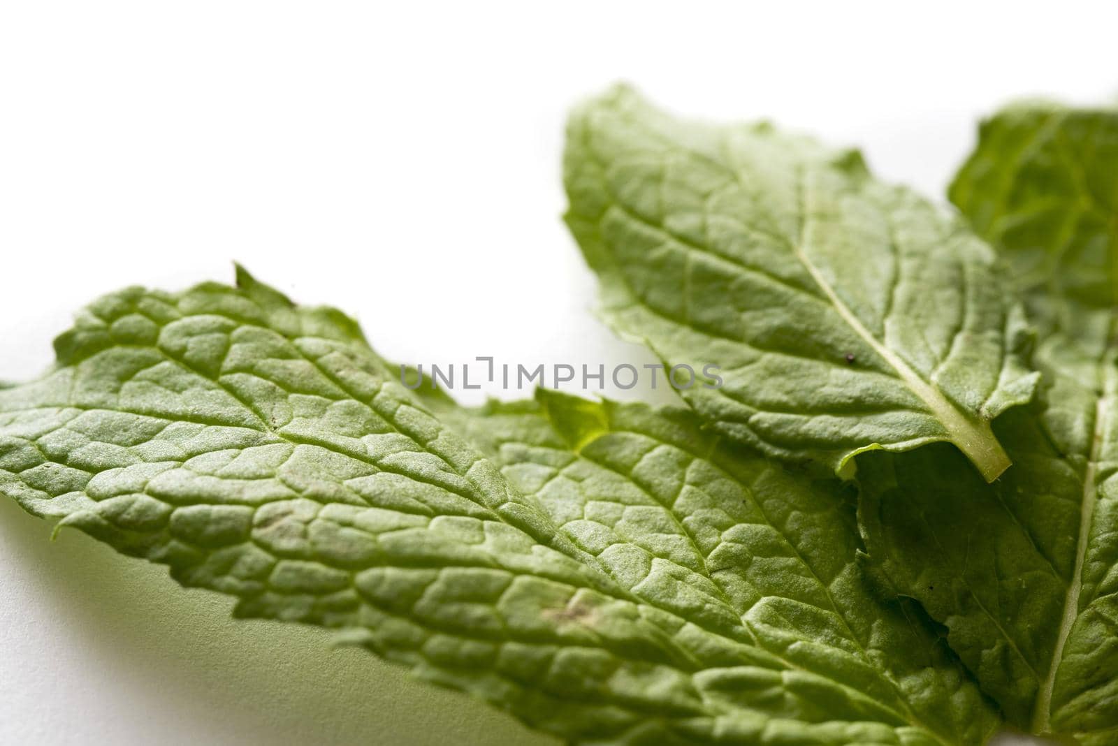 Beautiful green leaves of mint in macro close-up on white surface background