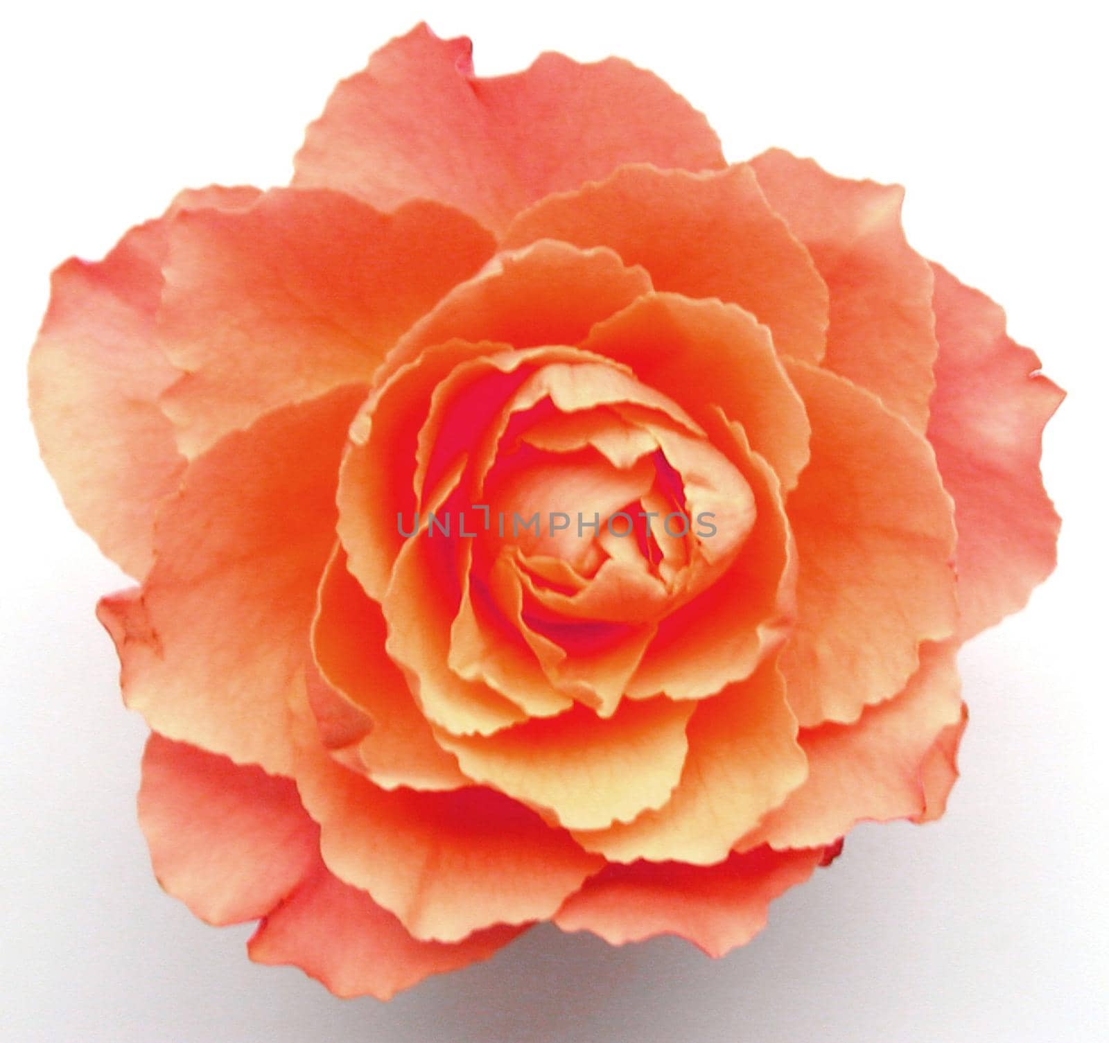 Beauty in nature - a perfect orange rose in close up detail over a white background, symbolic of love