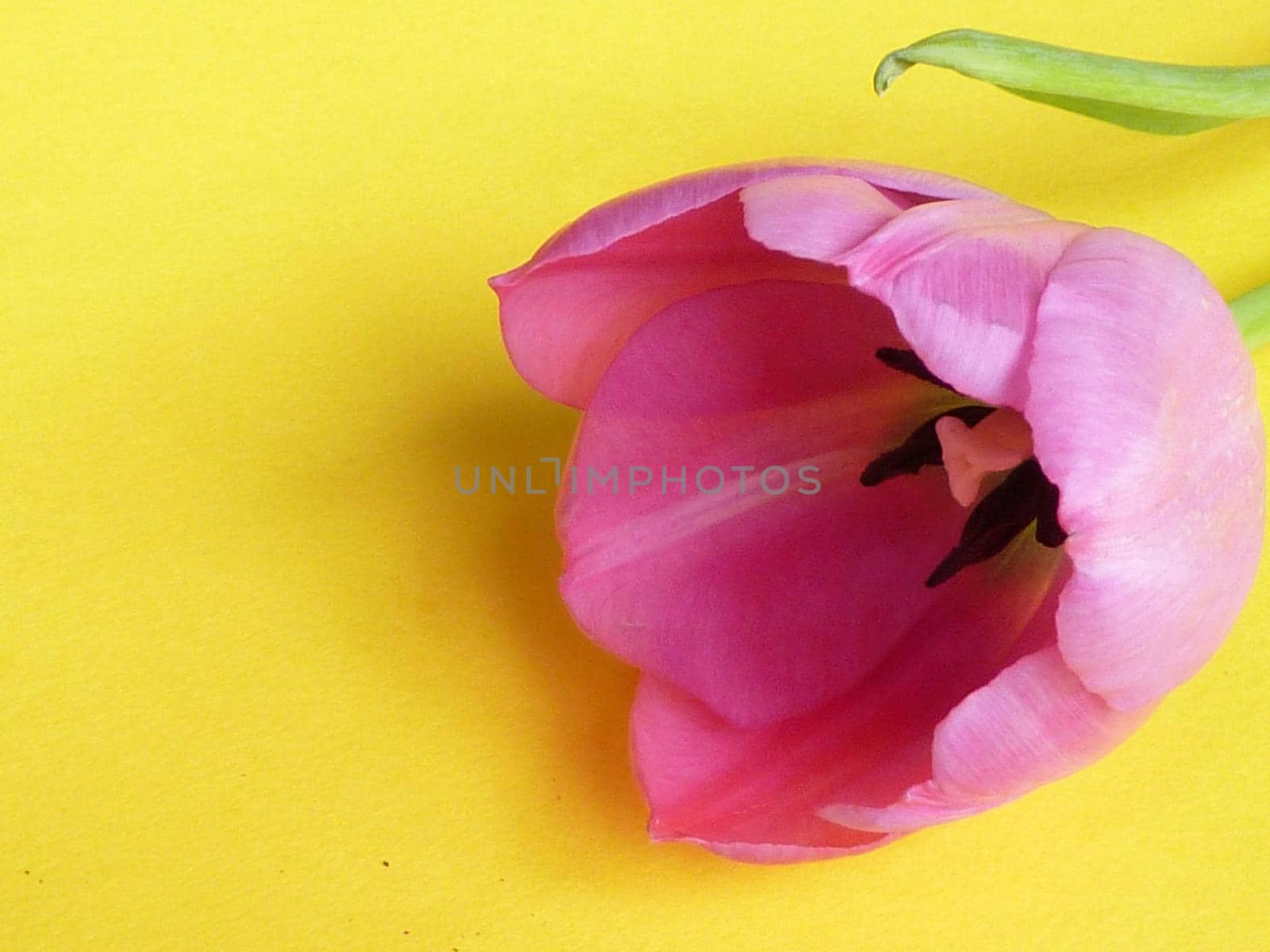Pink tulip flower head in close-up on yellow surface background with copy space for text