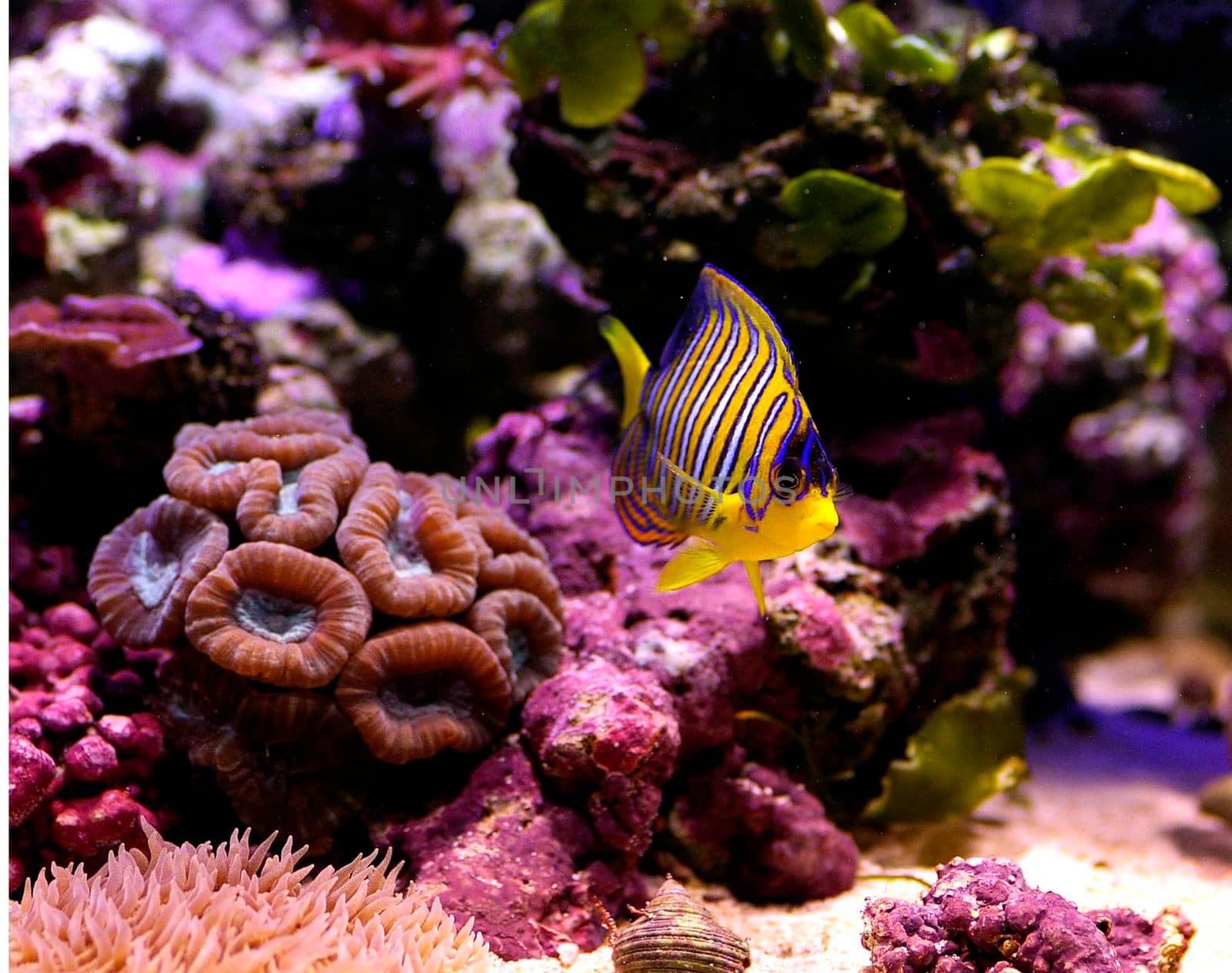 coral reef angelfish by sanisra