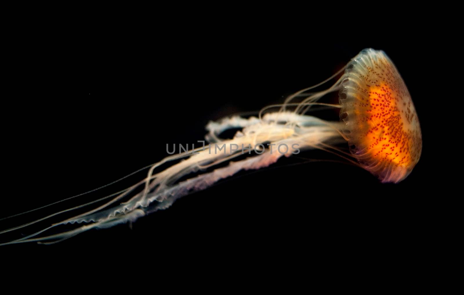 Jellyfish medusa with a colourful orange bell and long tentacles swimming underwater in a saltwater aquarium
