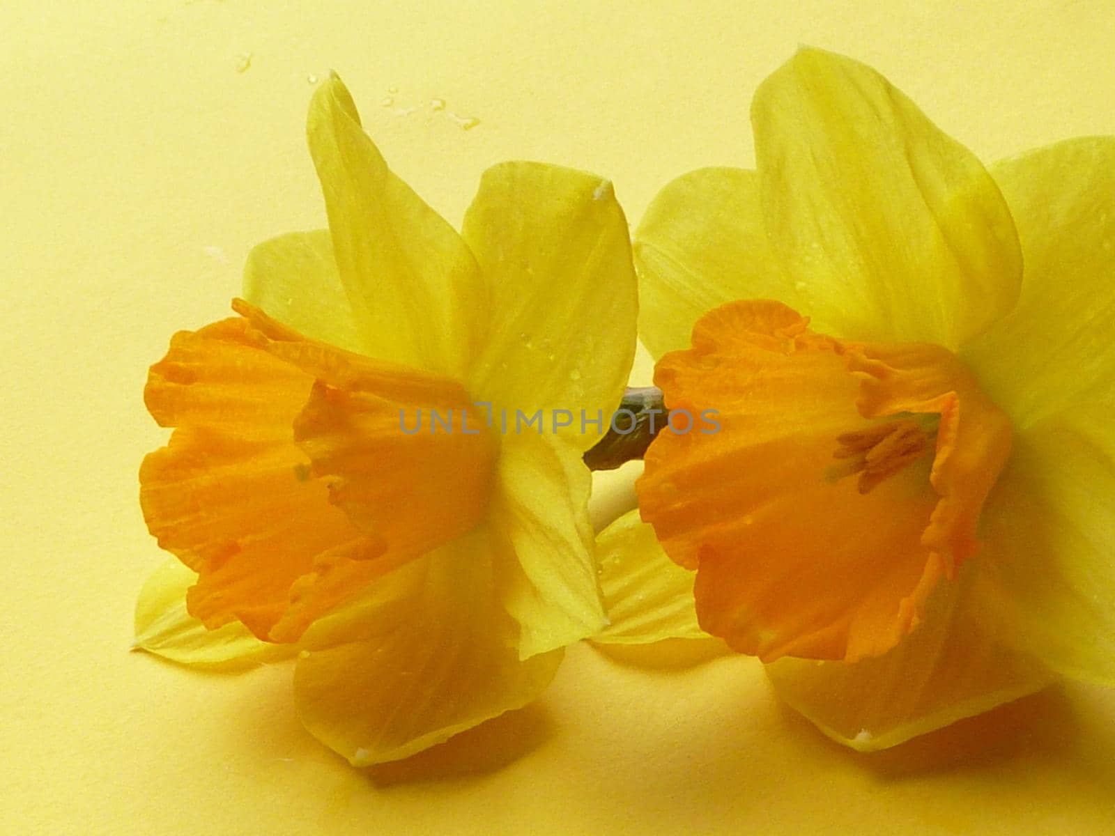 Two colorful yellow fresh cut daffodil flowers side by side on a matching yellow background symbolic of spring and Easter