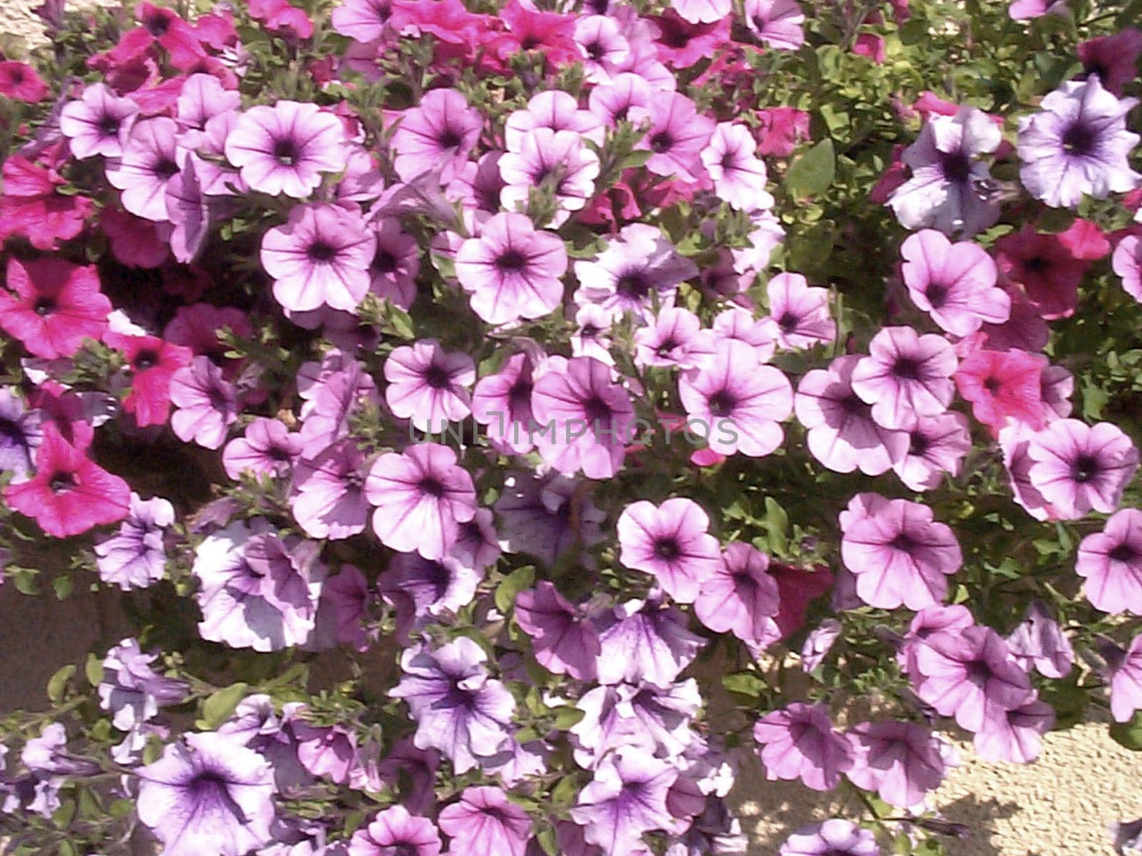 Colorful display of purple and pink petunias growing outdoors in a garden in summer