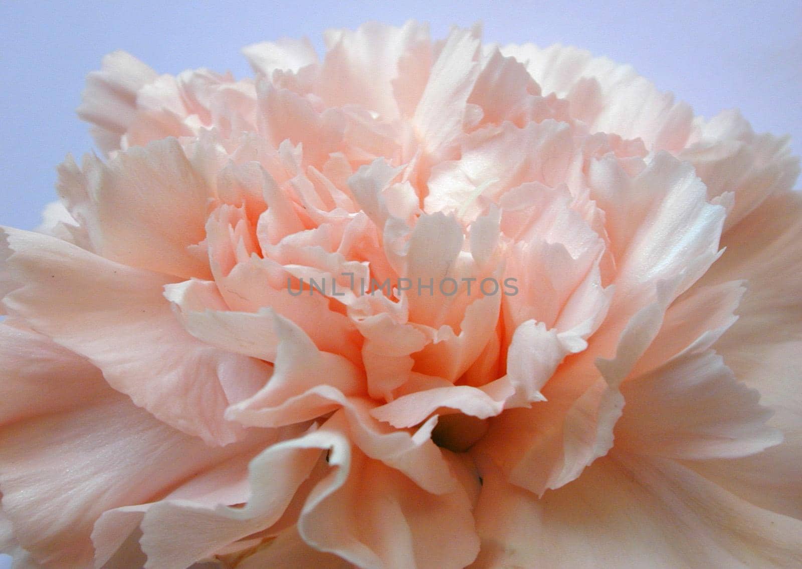 Macro close up of a delicate pink carnation by sanisra