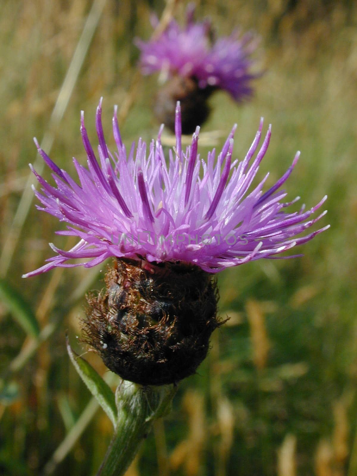 A wild purple thsitle flower with a brackground of meadow grasses