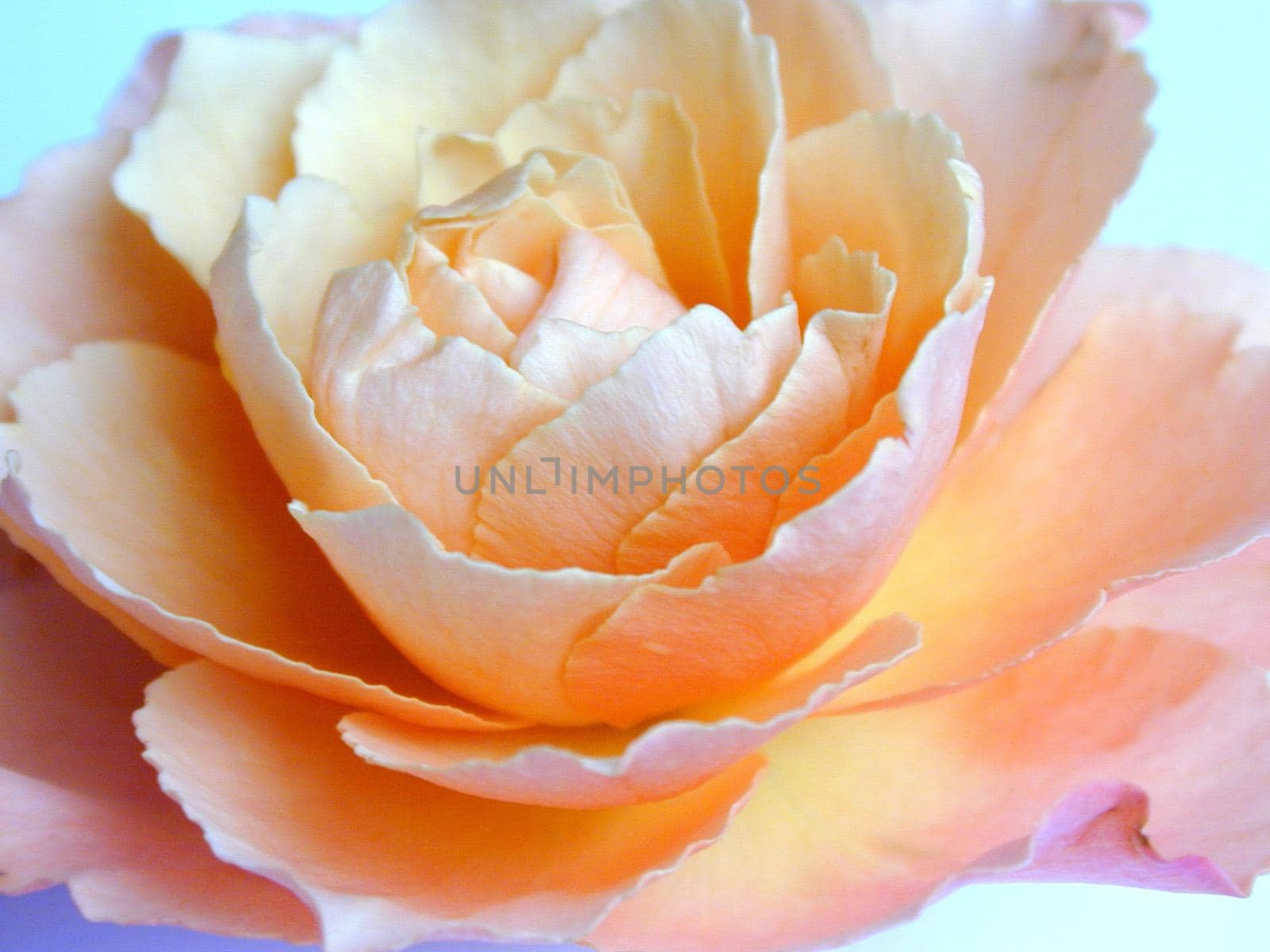 Macro view of the center of an orange rose with its delicate petals, romantic background for Valentines Day or an anniversary