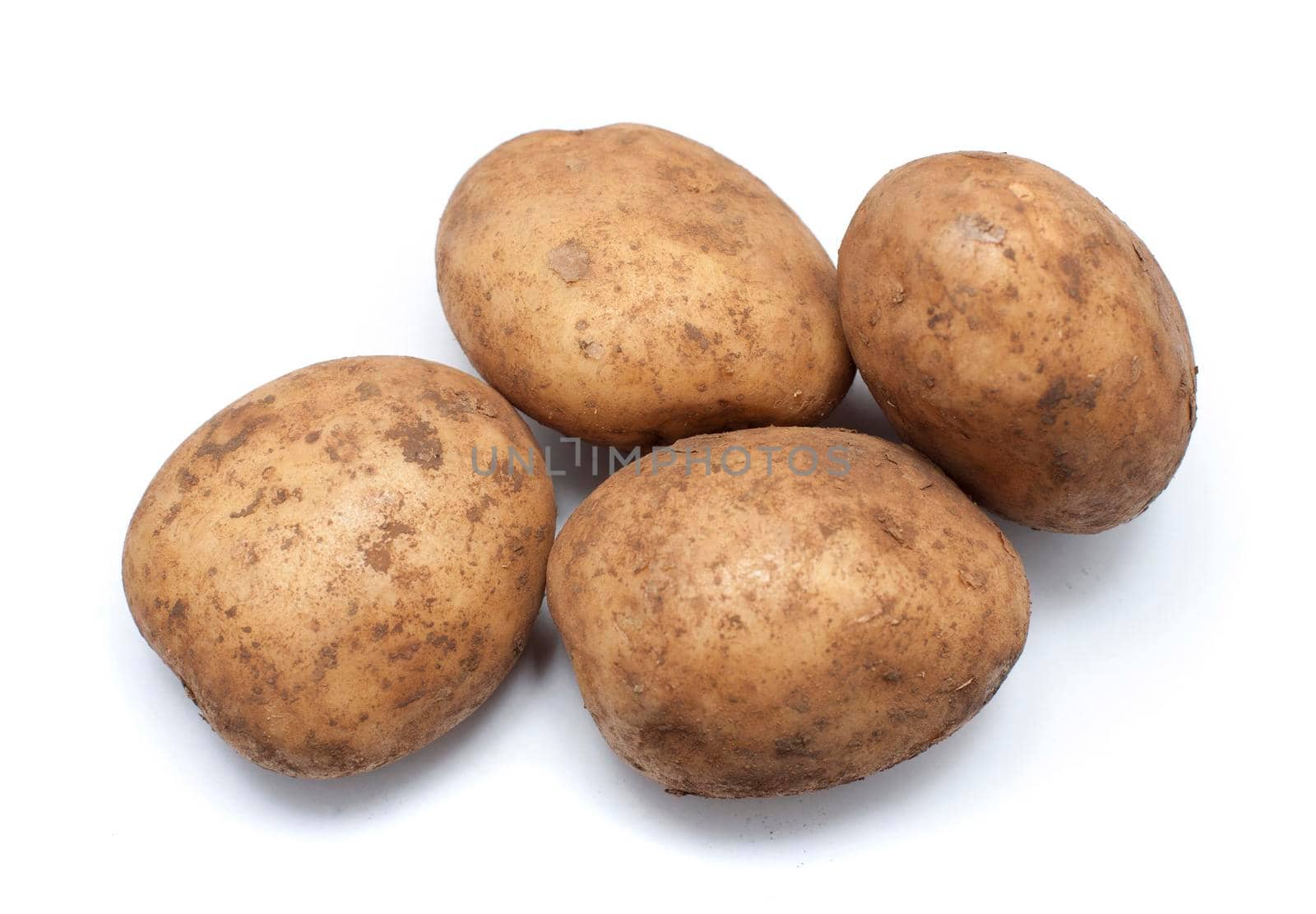 Fresh uncleaned potatoes with soil on the skin as harvested in a vegetable garden or on a farm, group of four on a white background