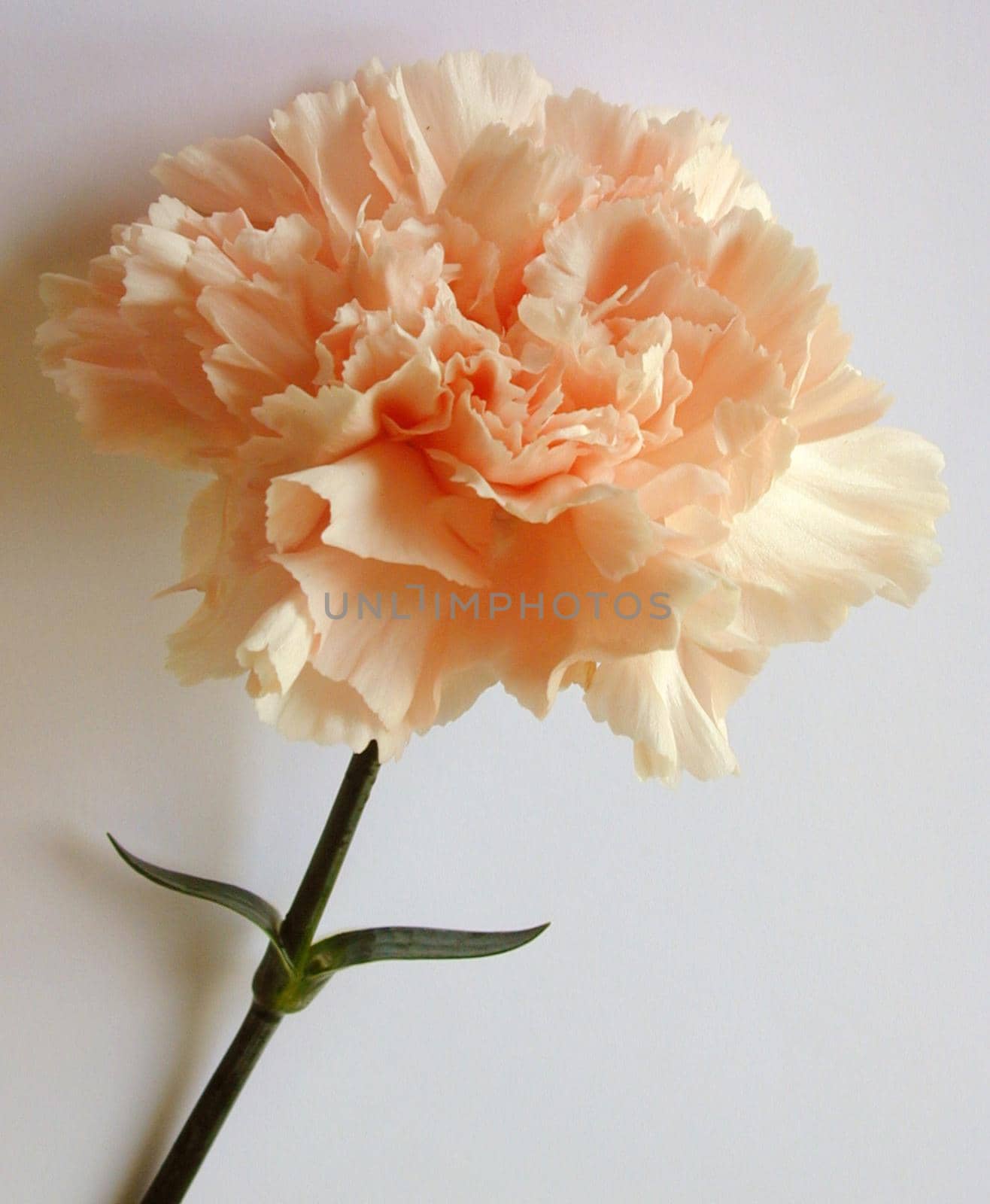 Single pretty orange or salmon colored carnation in a close up view on a grey studio background with copyspace
