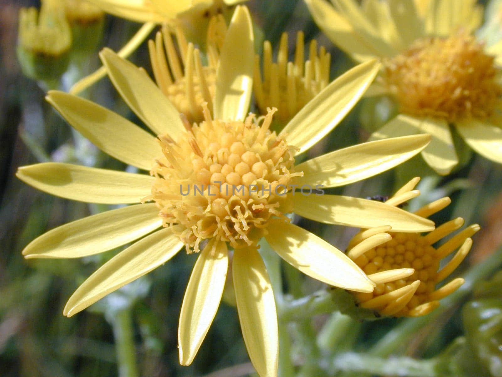 Close up Beautiful Yellow Flowers with Elongated Petals Growing at the Garden, Captured in the Morning.