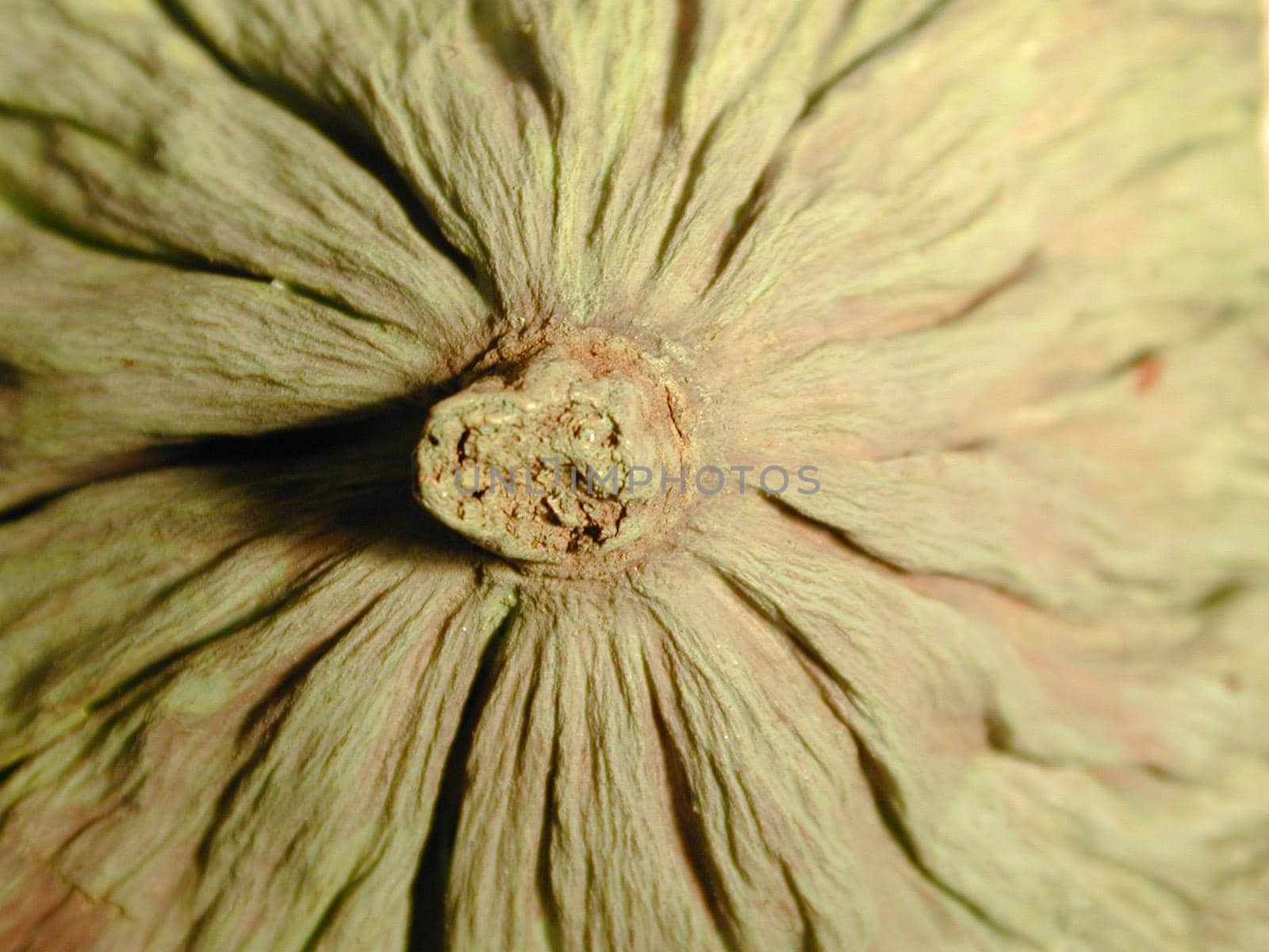 abstract macro image of  a green dyed plant