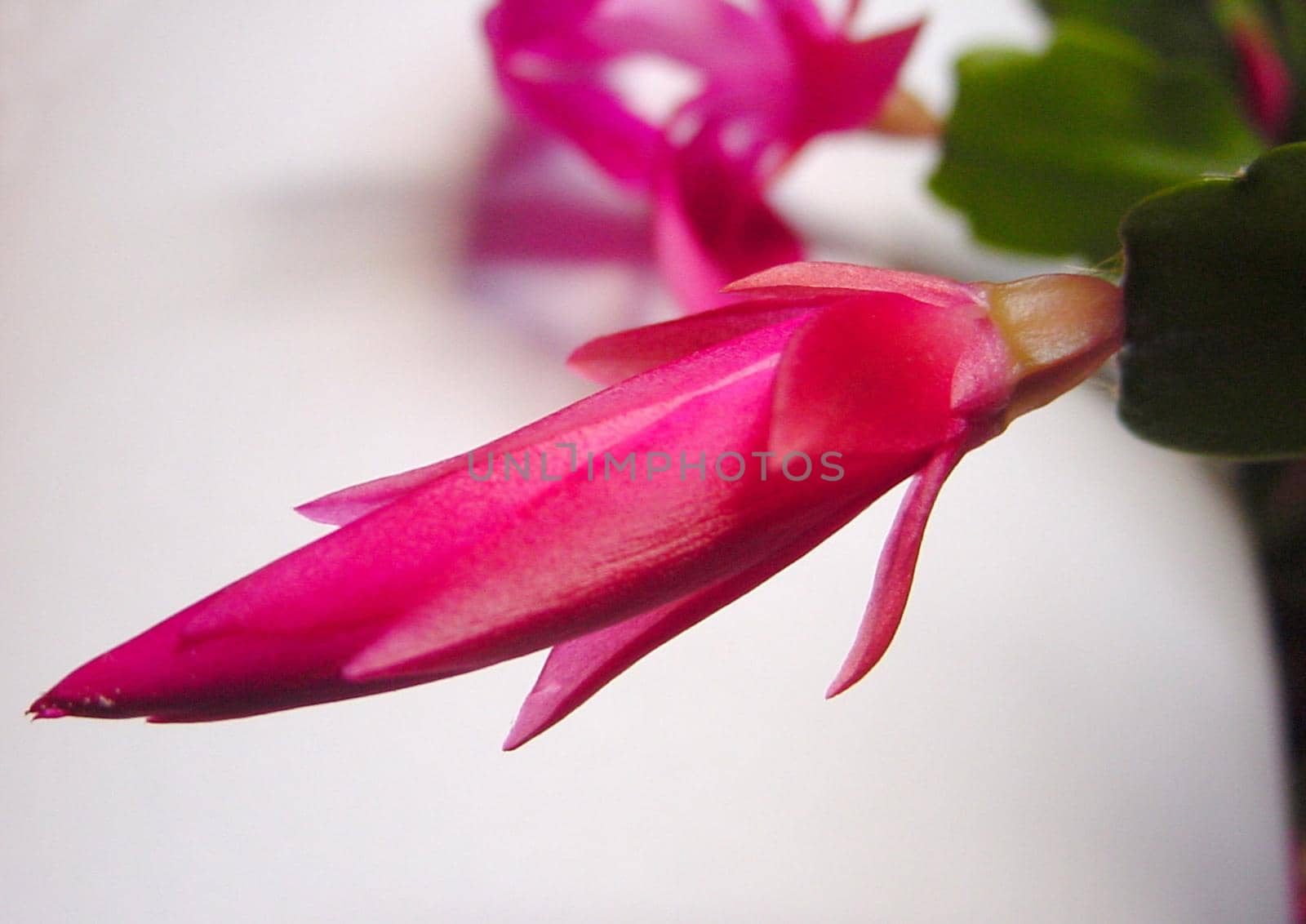 Bright pink flower newly sprouted from a christmas cactus