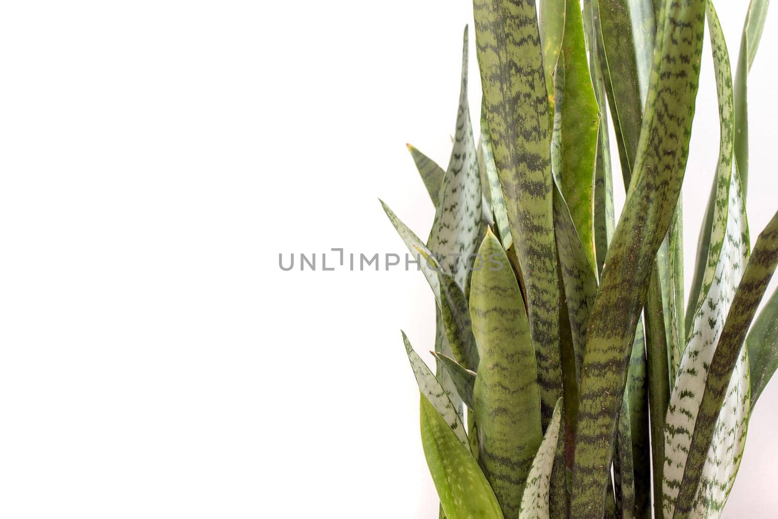 Variegated sword like leaves of a Snake Plant or Sansevieria over a white background with copy space viewed close up