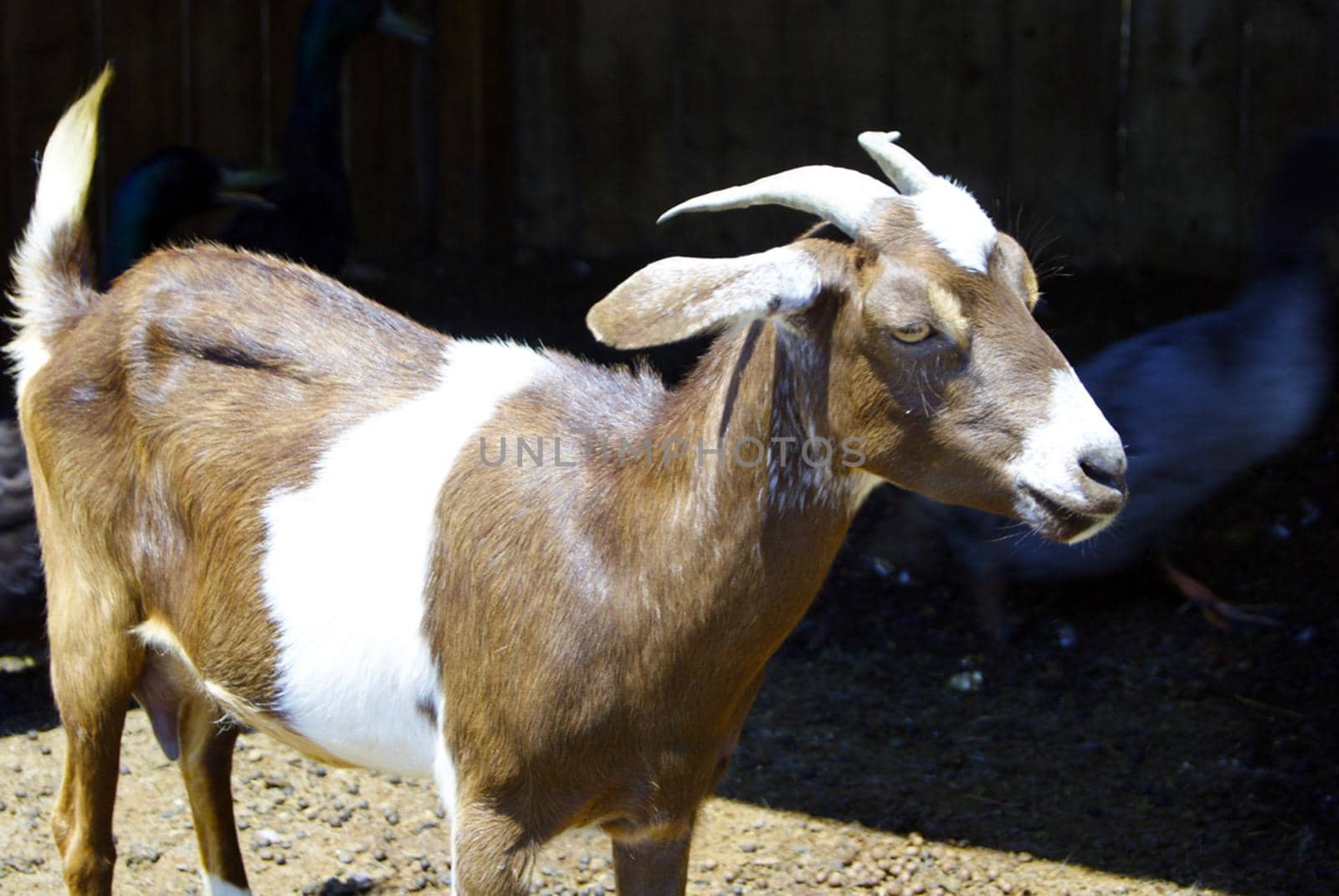 Small brown goat closeup