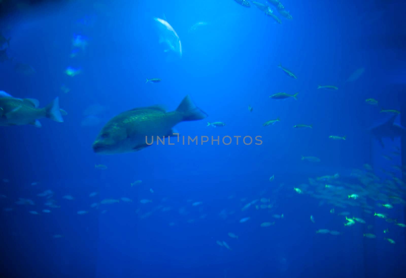 colorful blue background with abstract fish shapes in the murky water