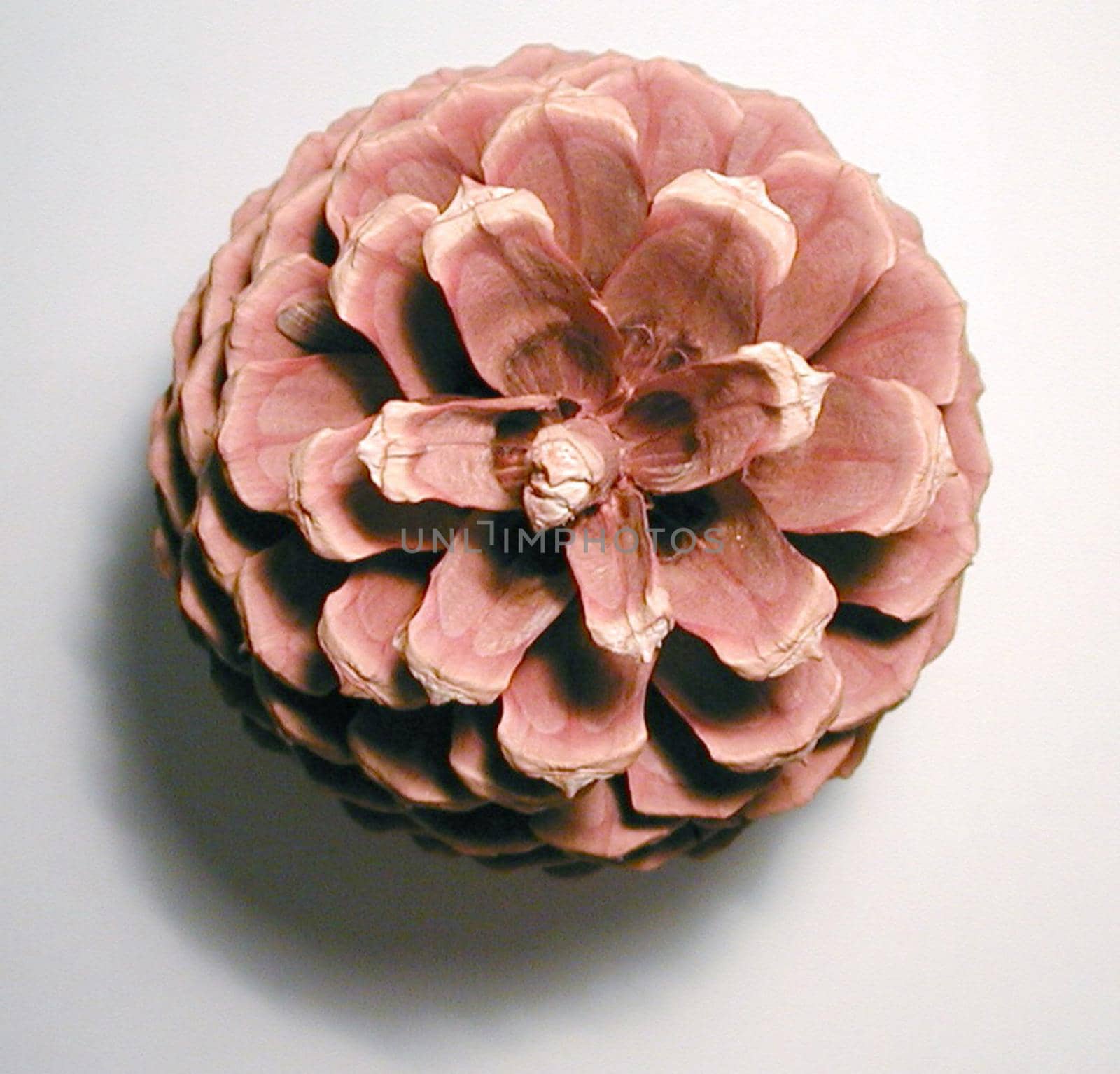 Single dried pine cone viewed from above over a grey background with a shadow