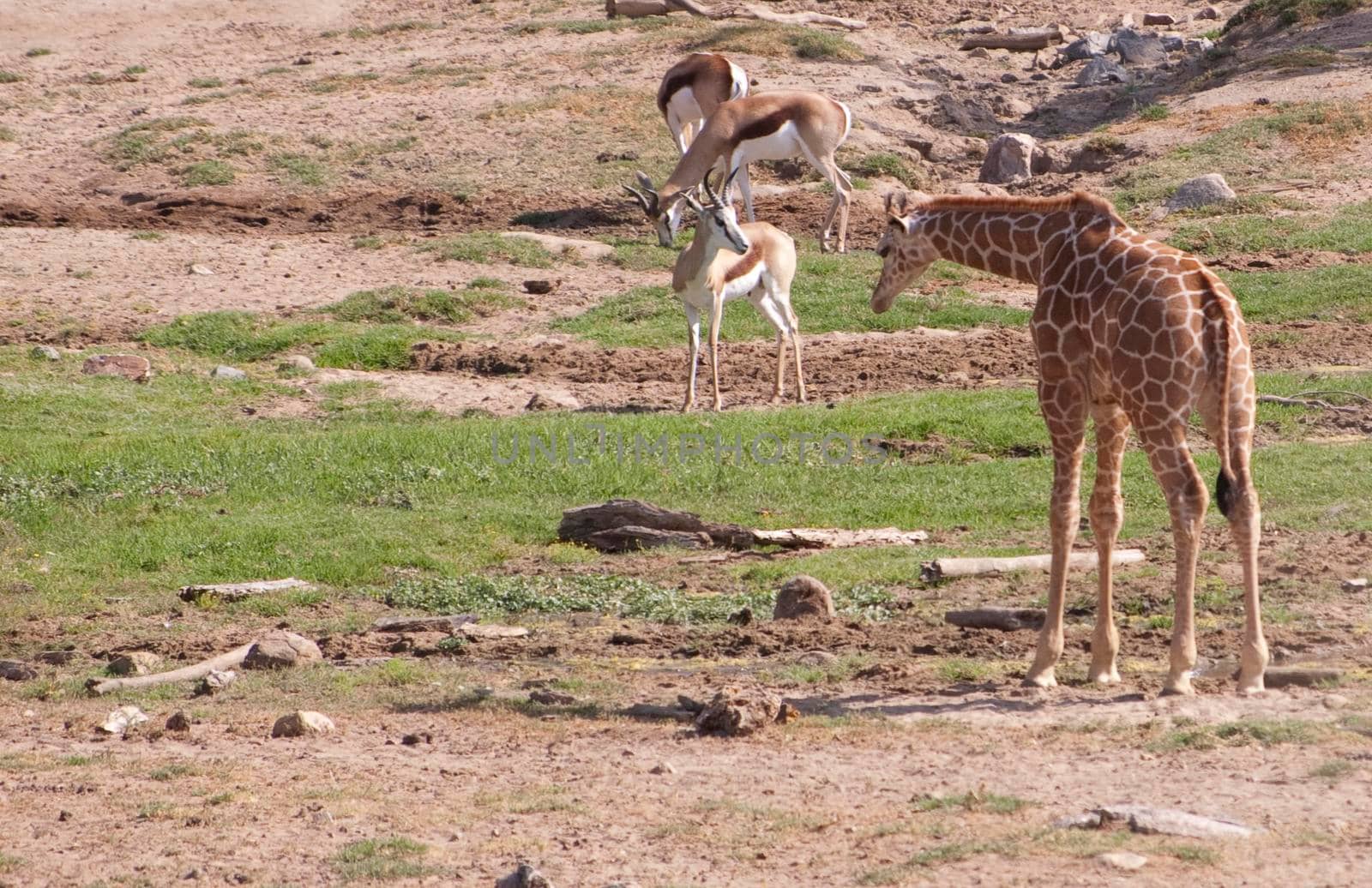 giraffe (Giraffa camelopardalis) and some antelope in the background