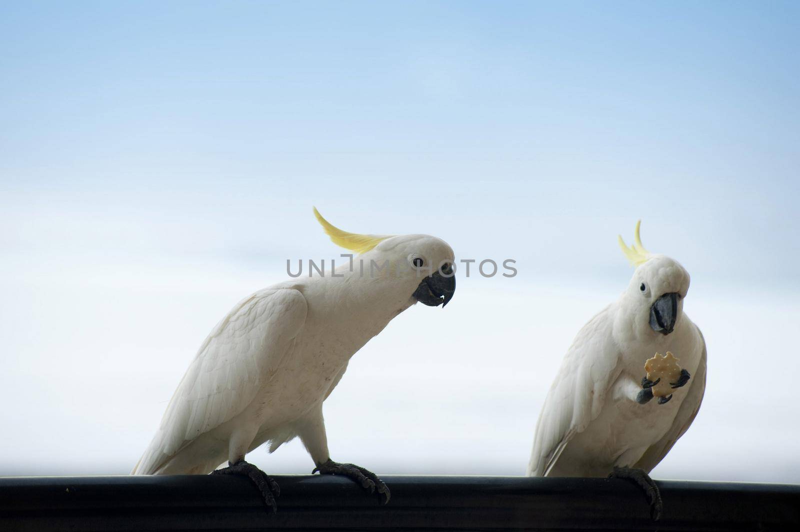 sulphur crested cockatoos - Cacatua galerita, one eating a cracker, the other looking on jealousy