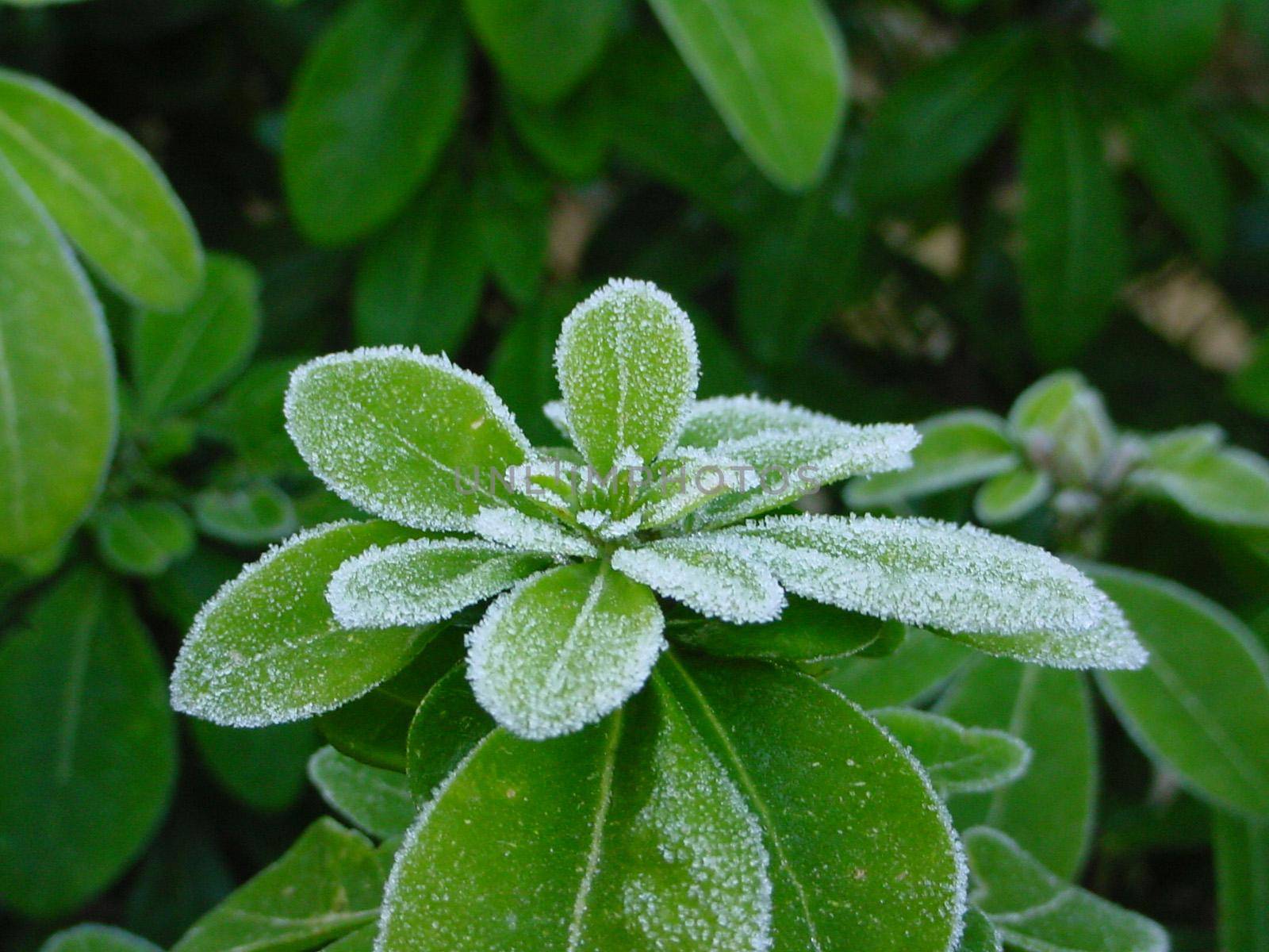 a winter background of green frost covered leaves