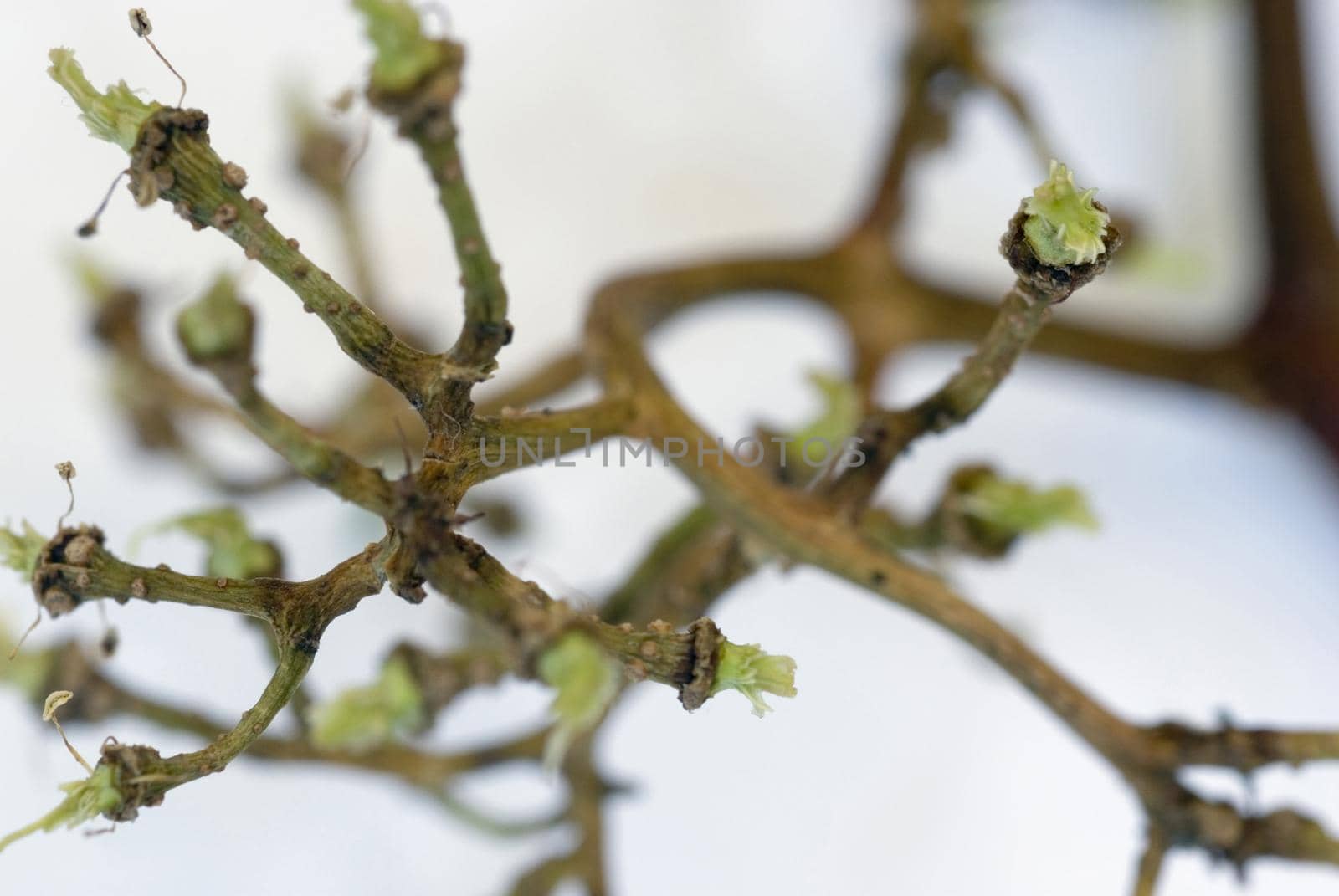 Bunch of eaten grapes with just the stalk remaining over a light grey background, close up detail