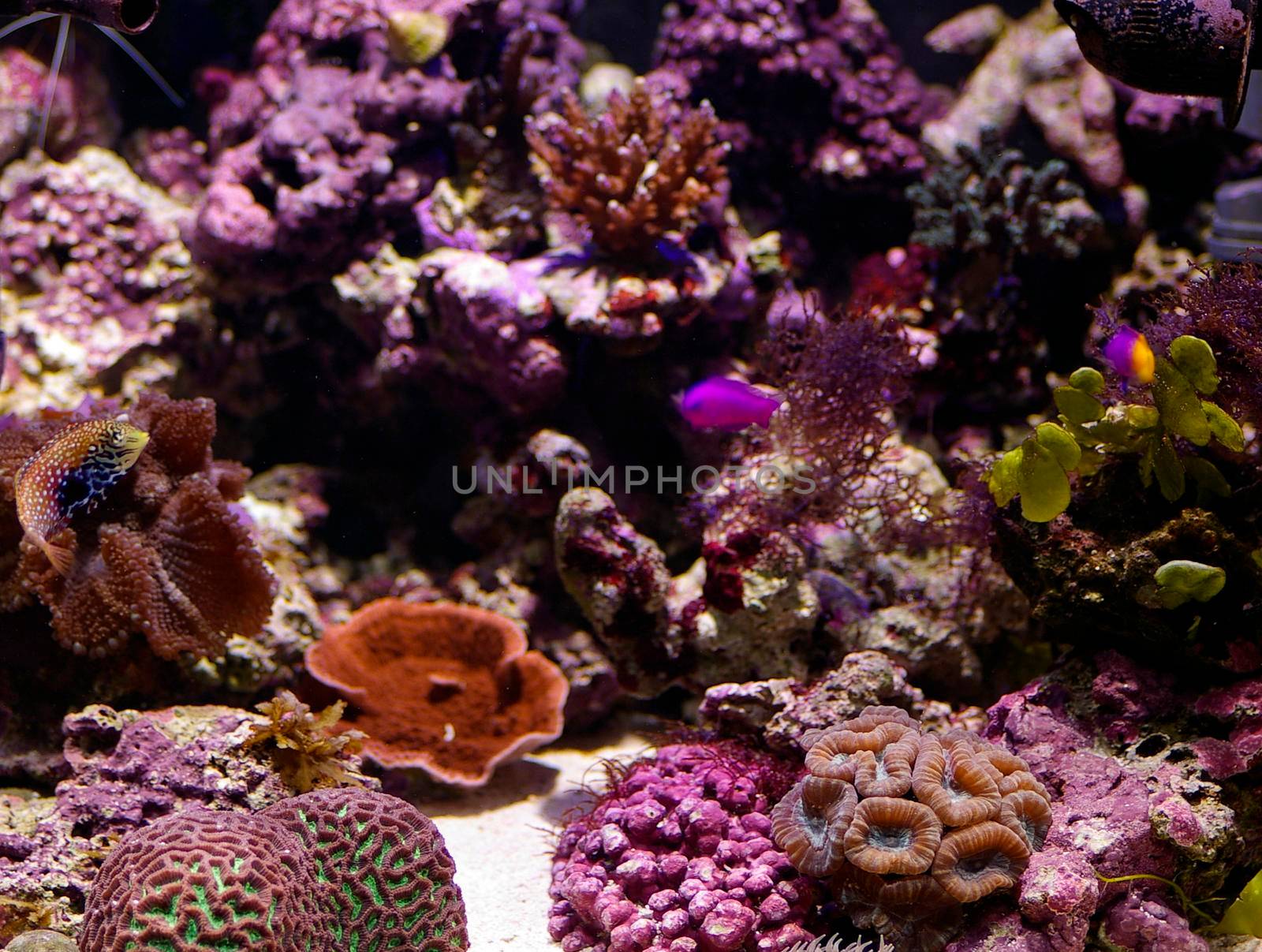 an array of different coloured tropical corals