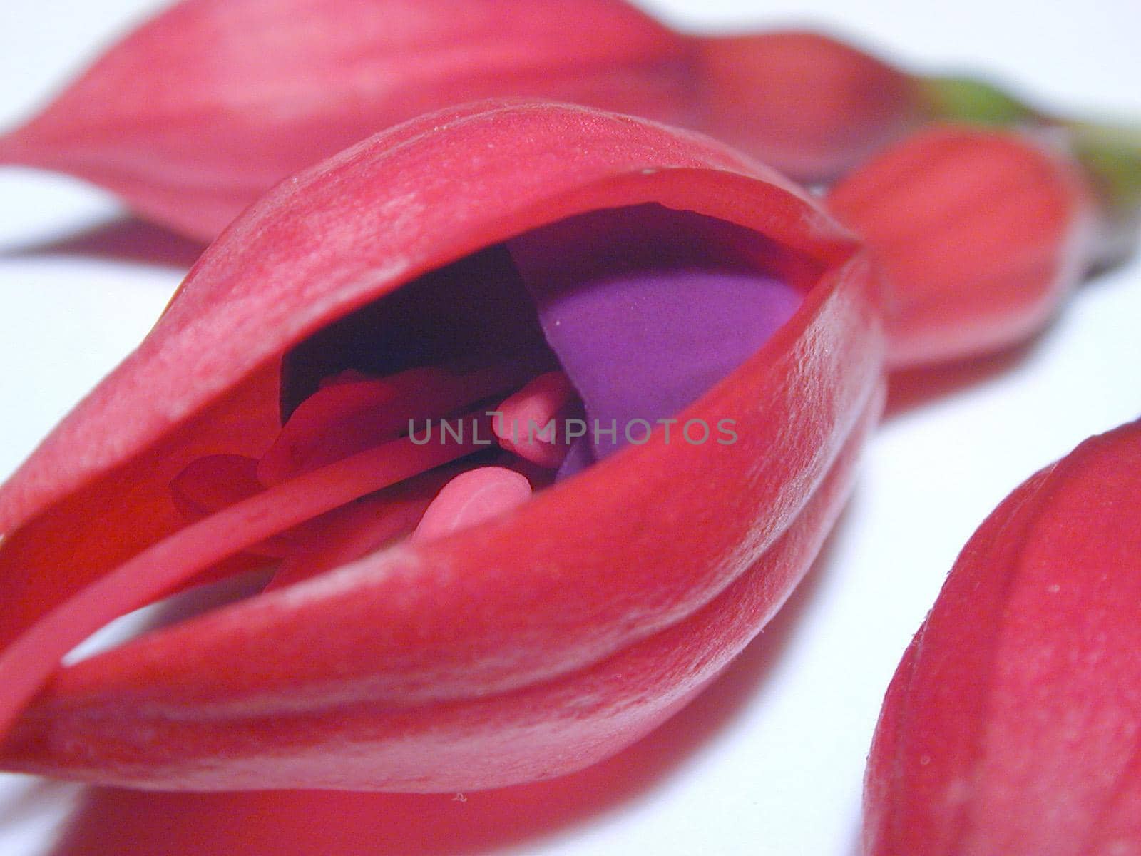 Partially opened red and purple fuchsia flower lying on a white background in a close up view