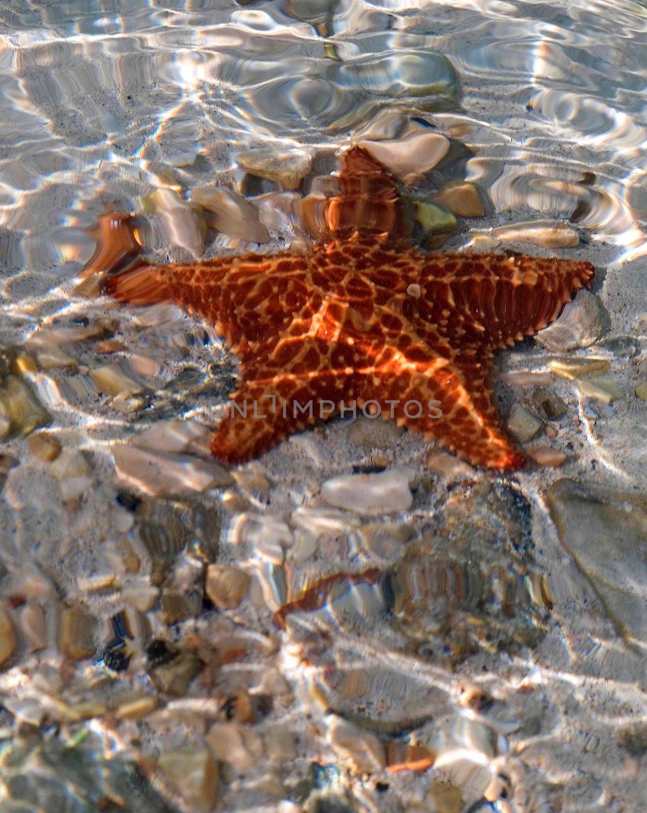 a starfish in shallow crystal clear water