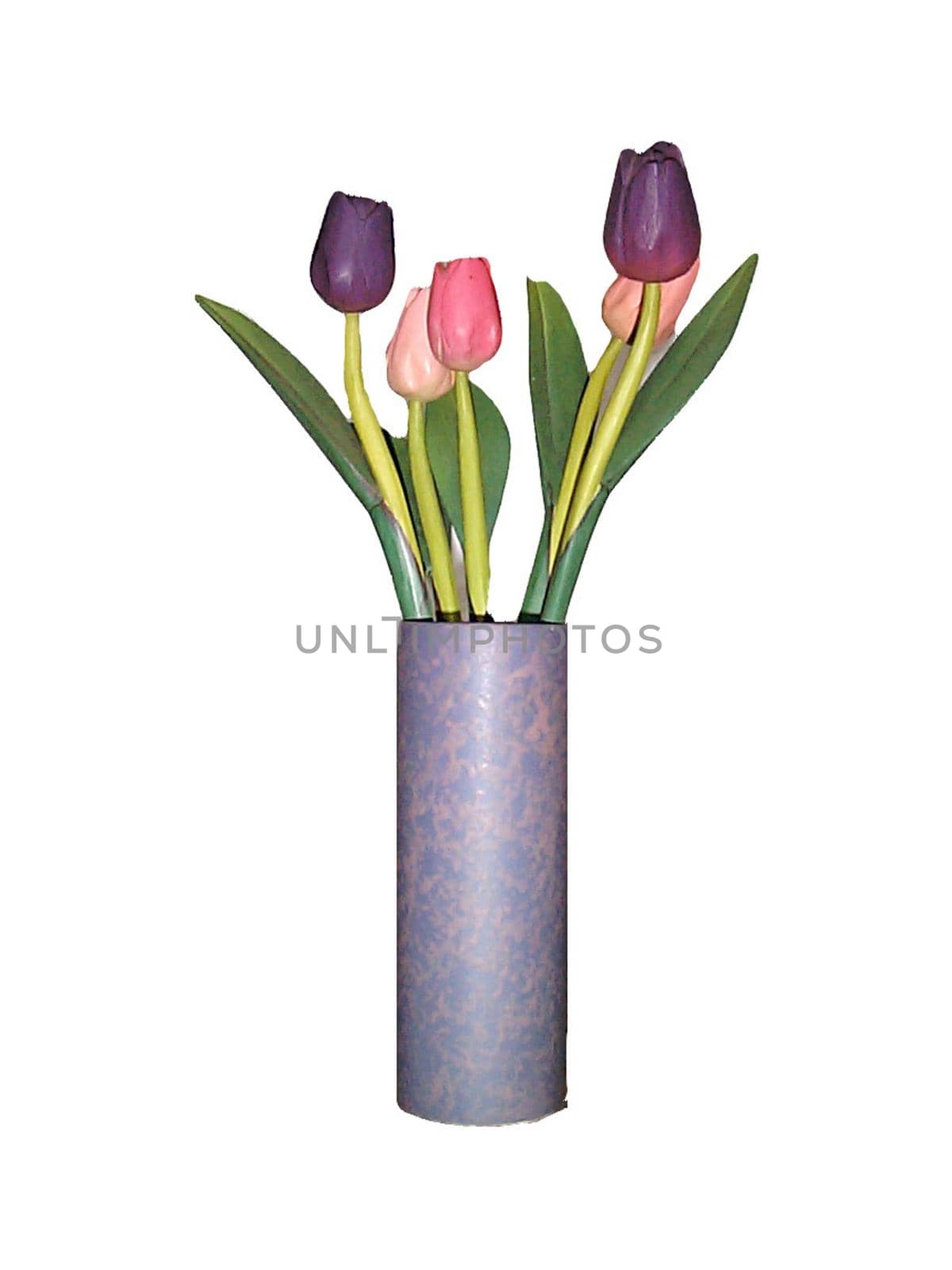 Arrangement of pretty pink and purple spring tulips in a purple cylindrical vase isolated on white