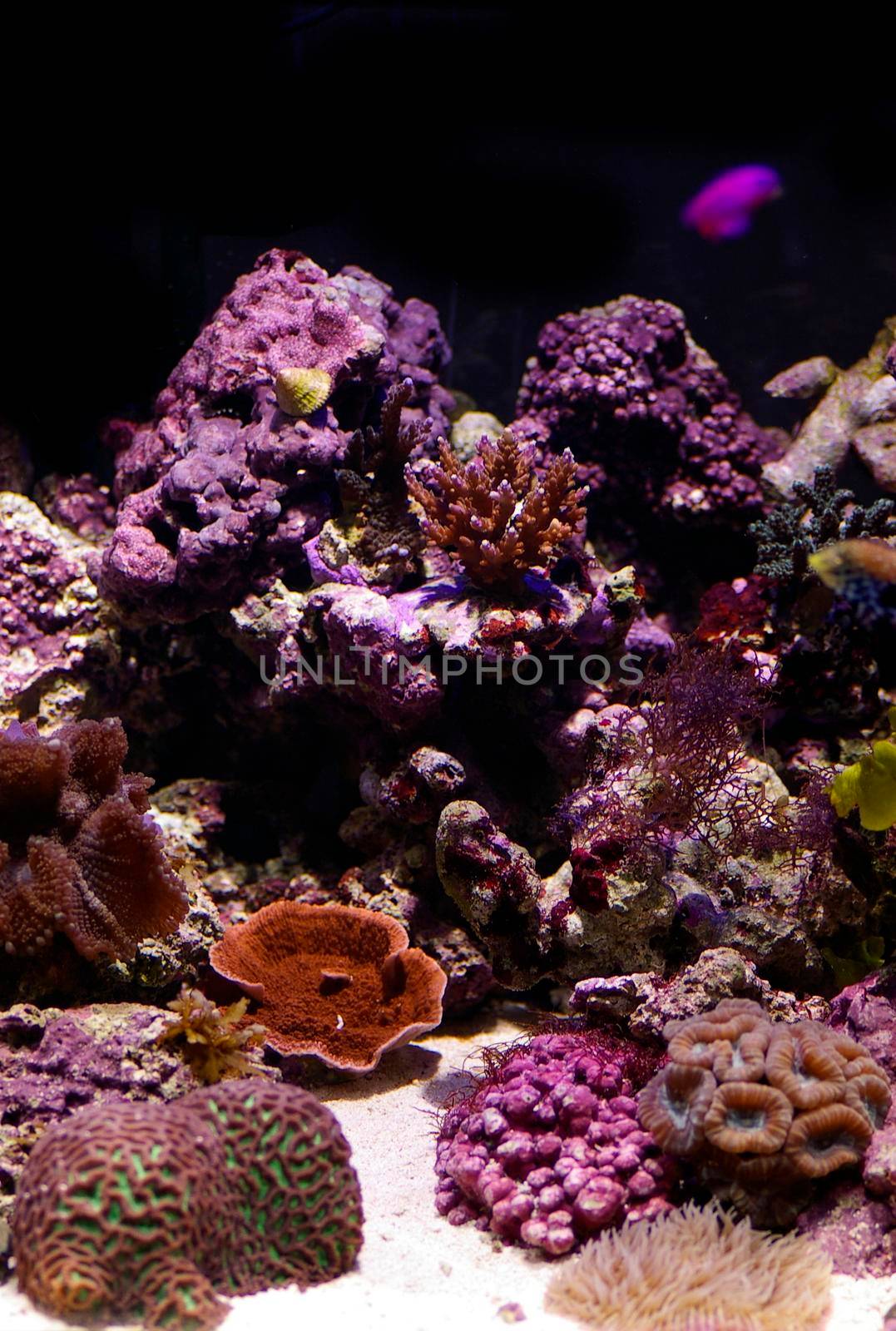 an array of different coloured tropical corals